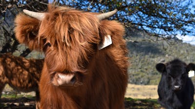 Highland cow in front of a tree