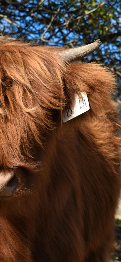 Highland cow in front of a tree