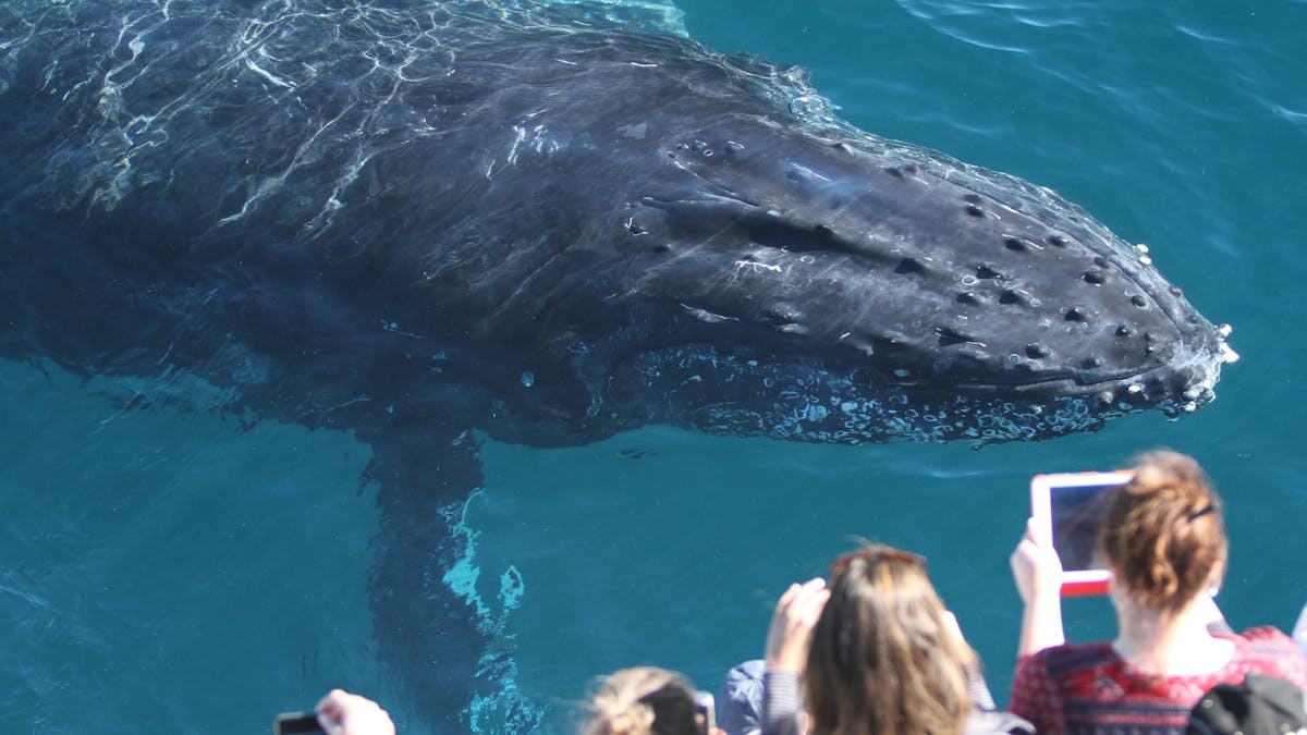 Spirit of Gold Coast Whale Watching