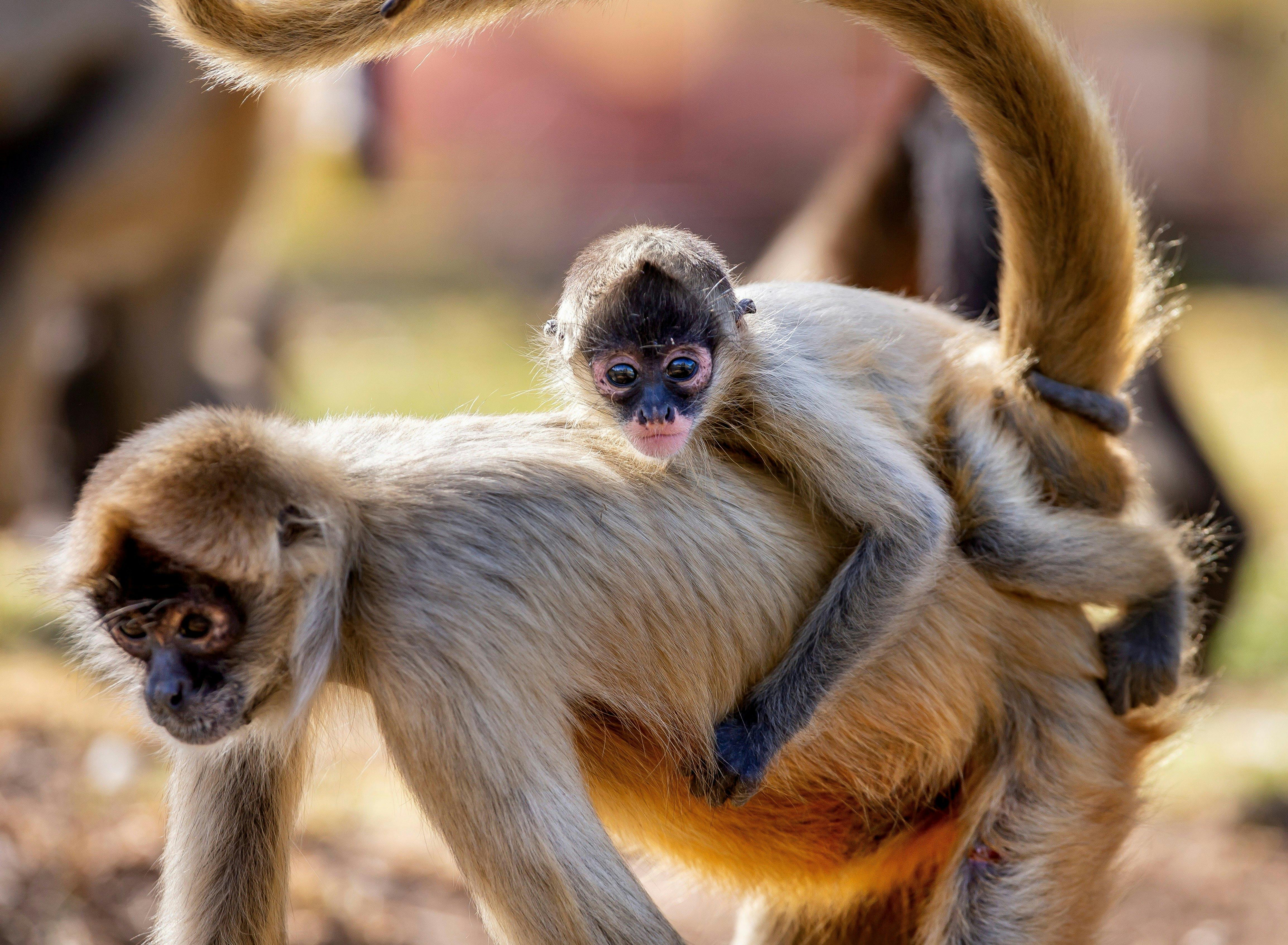 Taronga Western Plains Zoo Dubbo