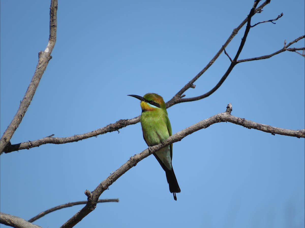 One of the many birds to mark off your list