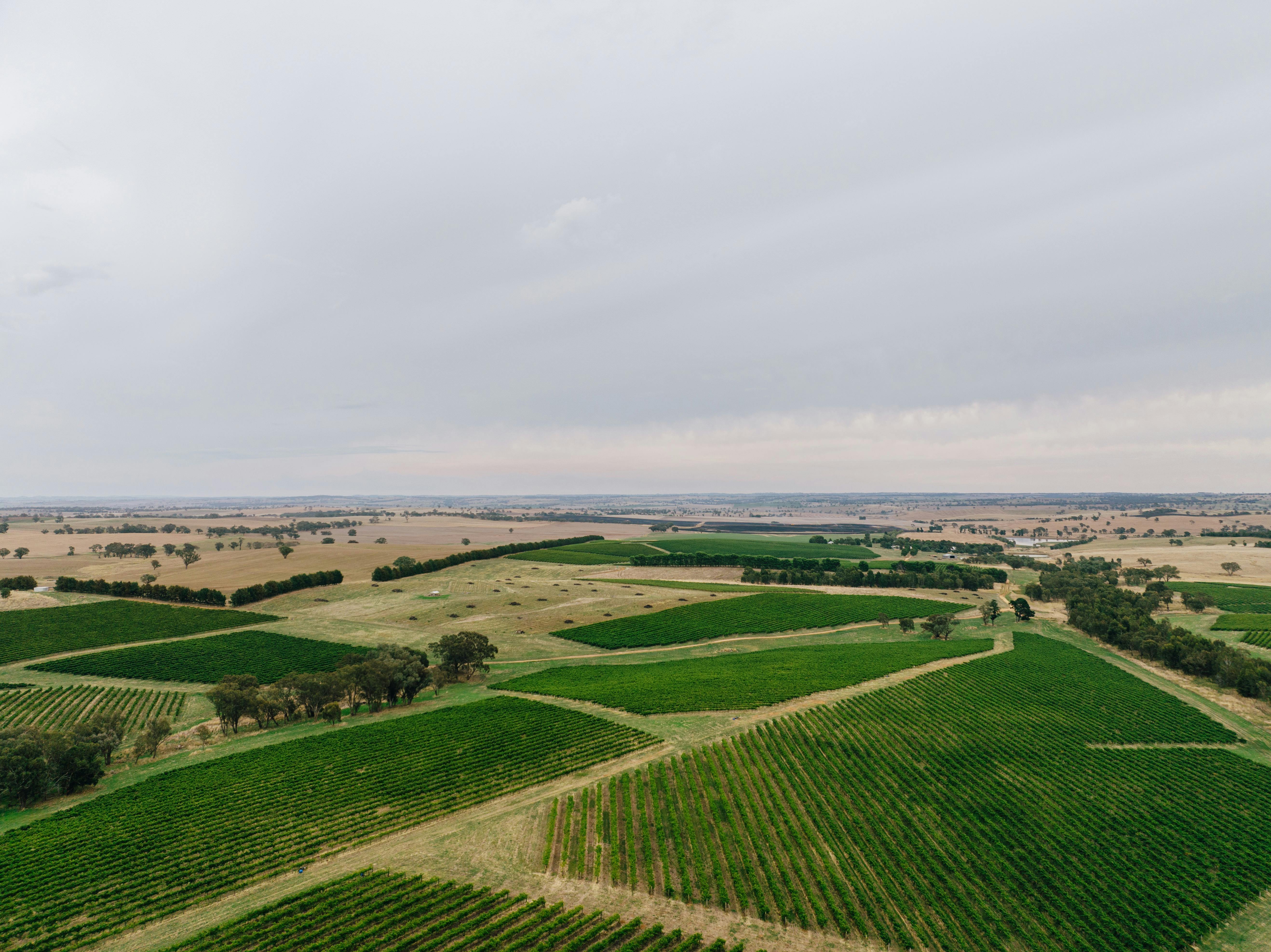 vineyard aerial