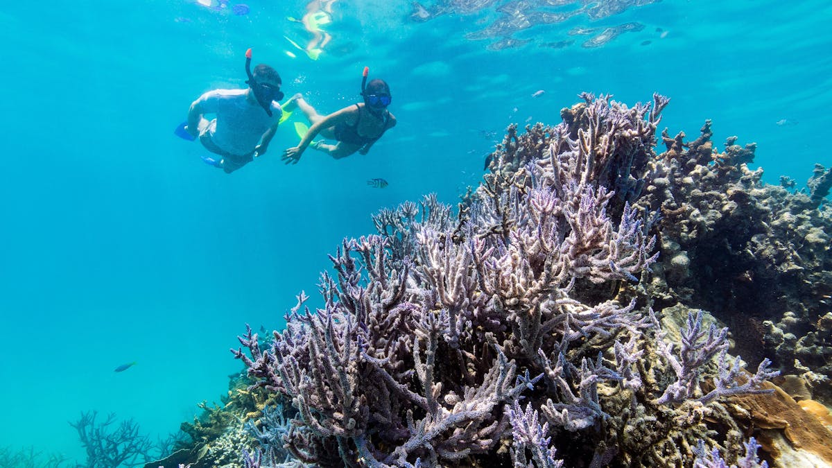 2 snorkellers exploring the underwater reef in turquoise waters