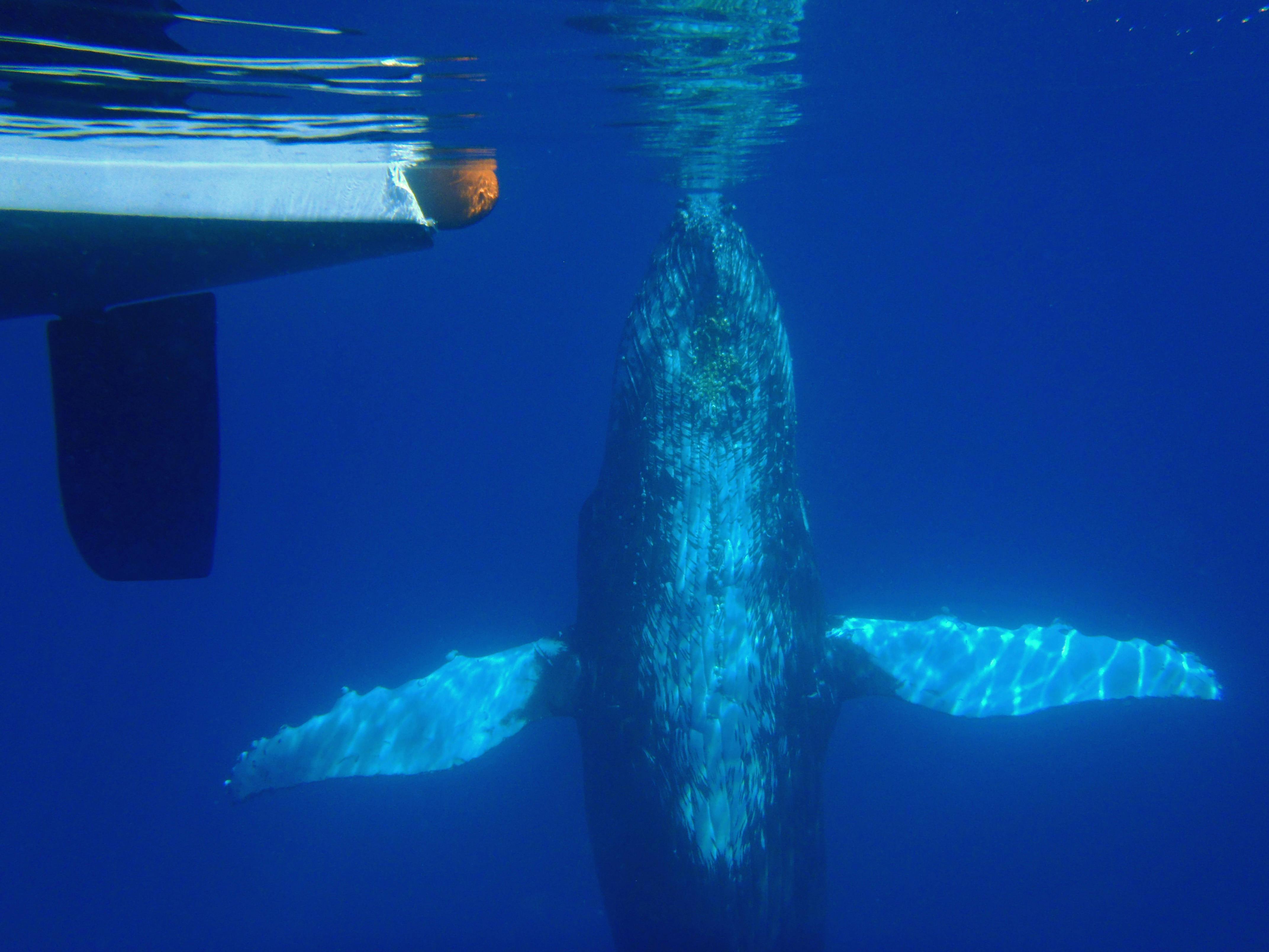 Whale under vessel