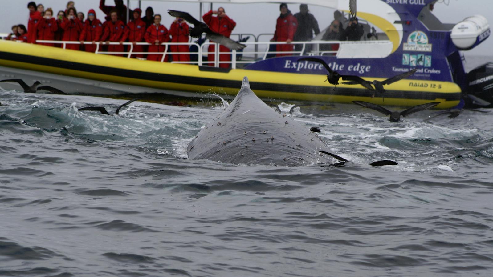 Migrating Whales