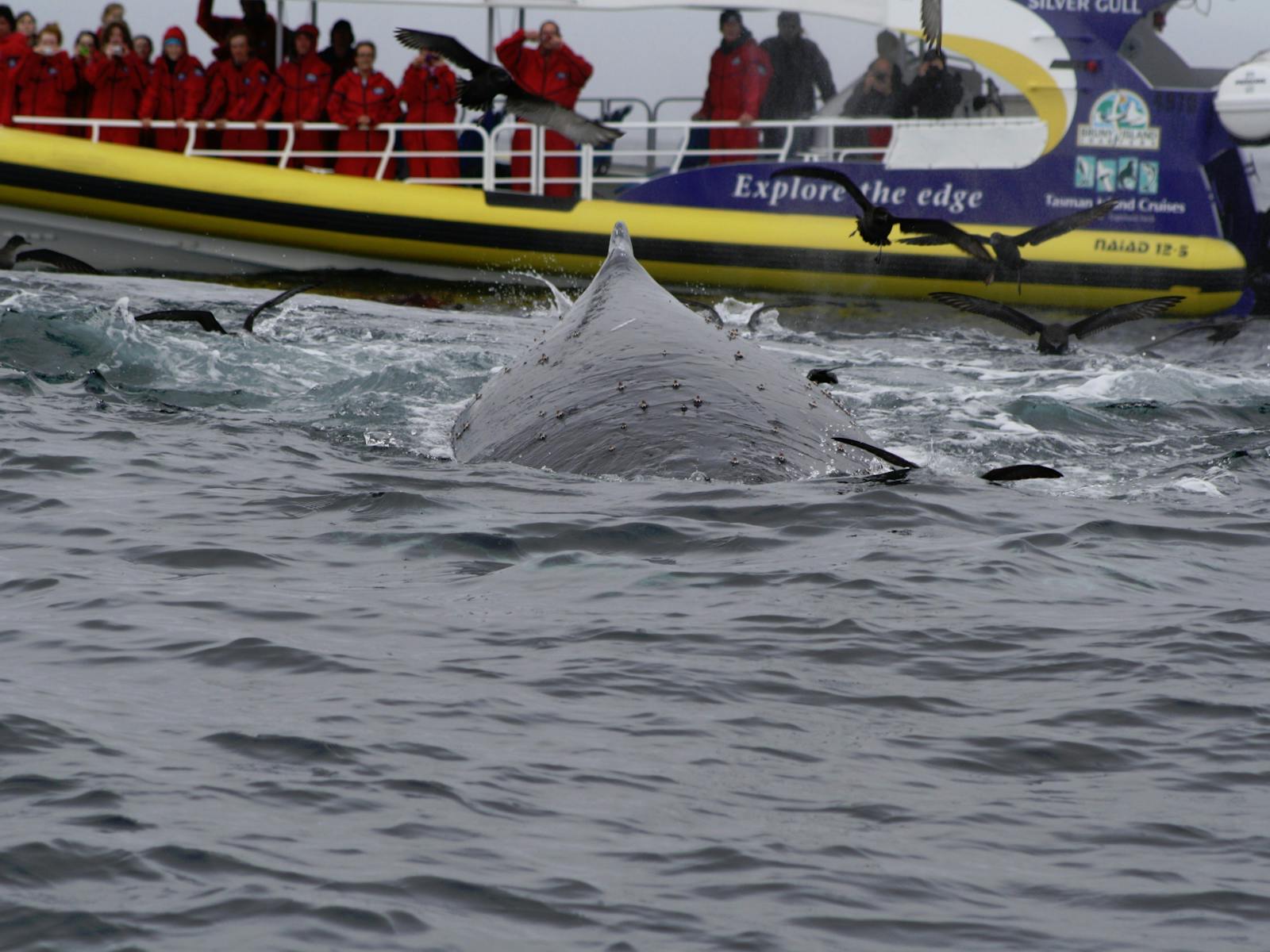 Migrating Whales