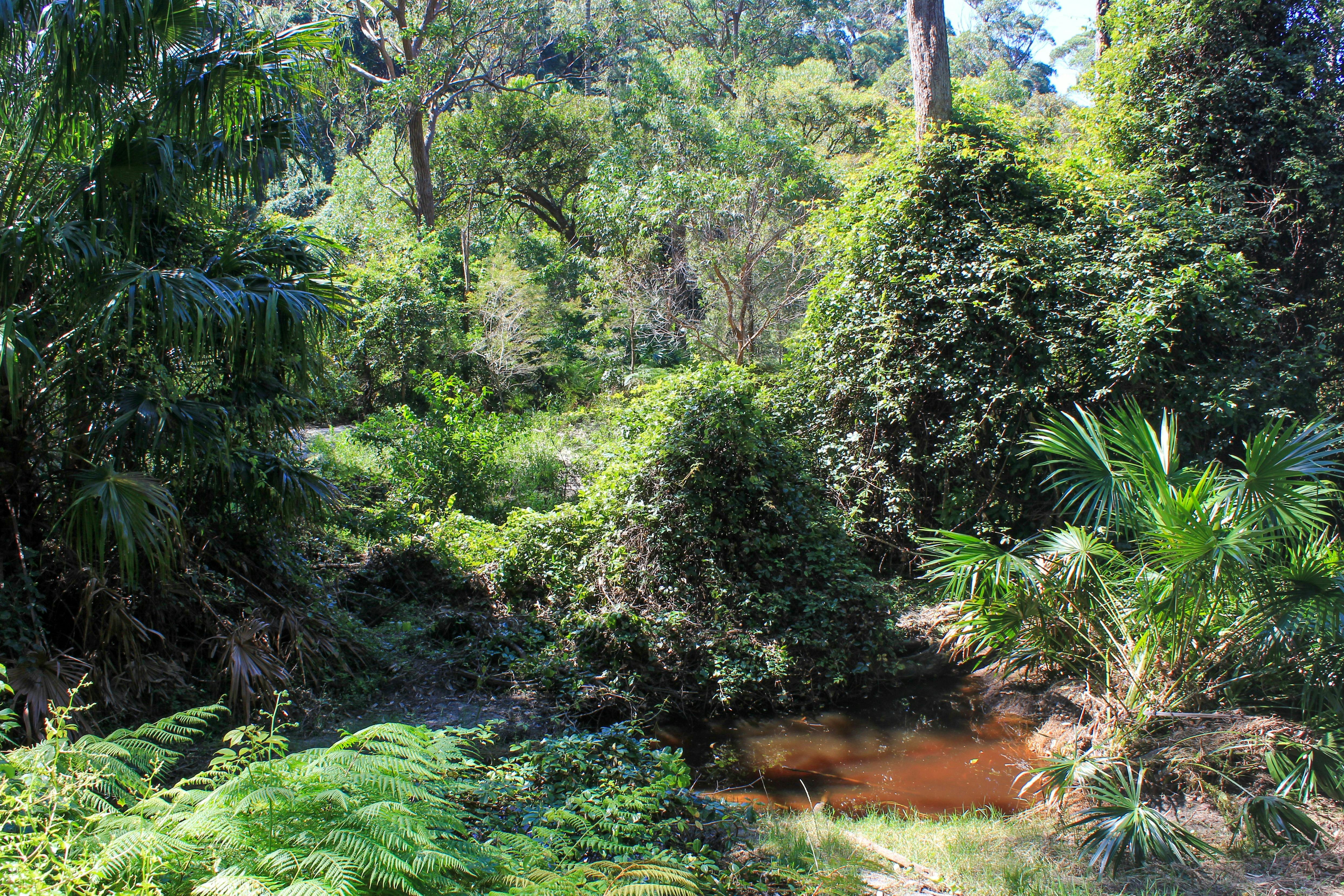 Explore Warriewood wetlands