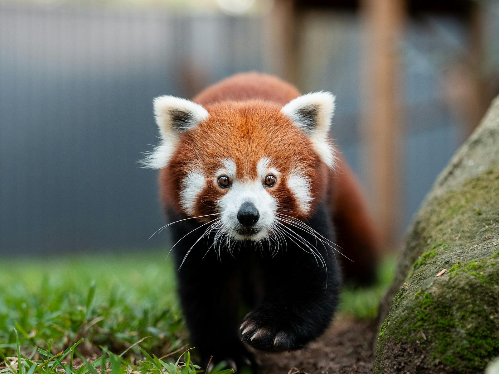 Zambi has welcomed Phinju, a Red Panda to stay with us for an extended holiday.