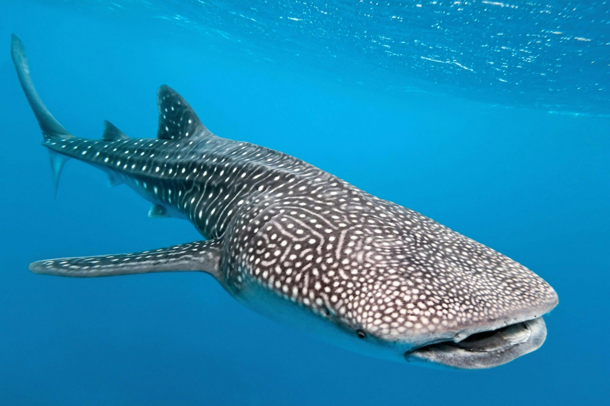 Whaleshark Exmouth Ningaloo