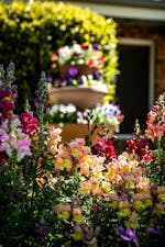 Flower garden