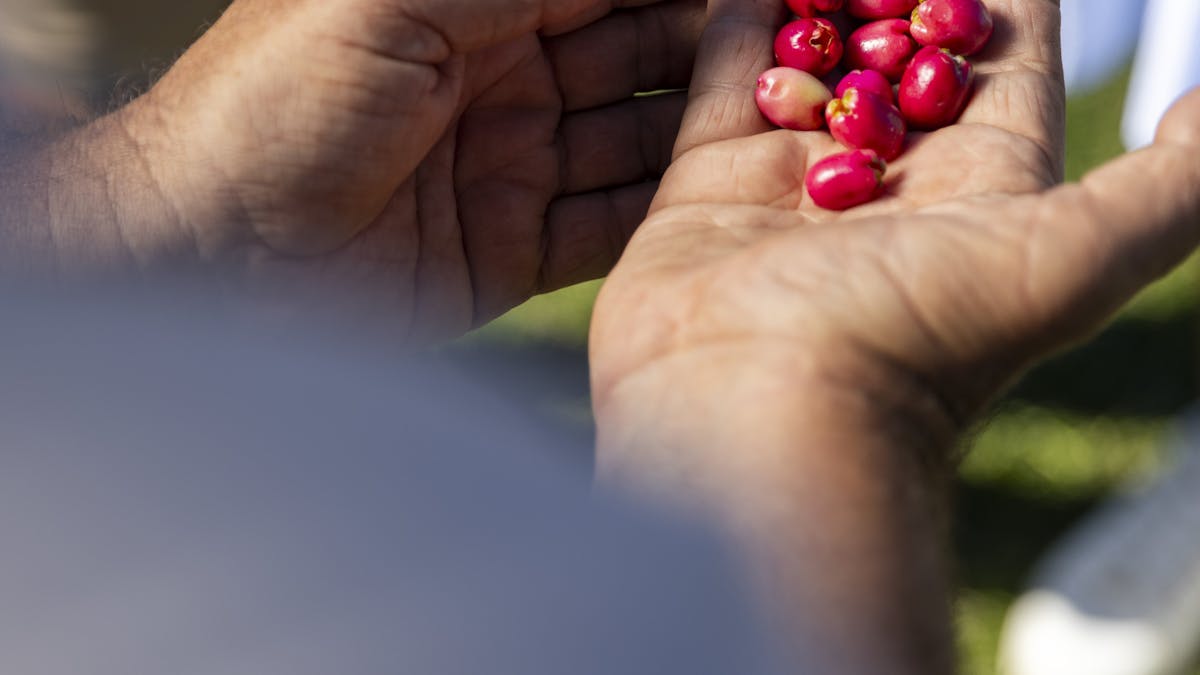 Native fruits