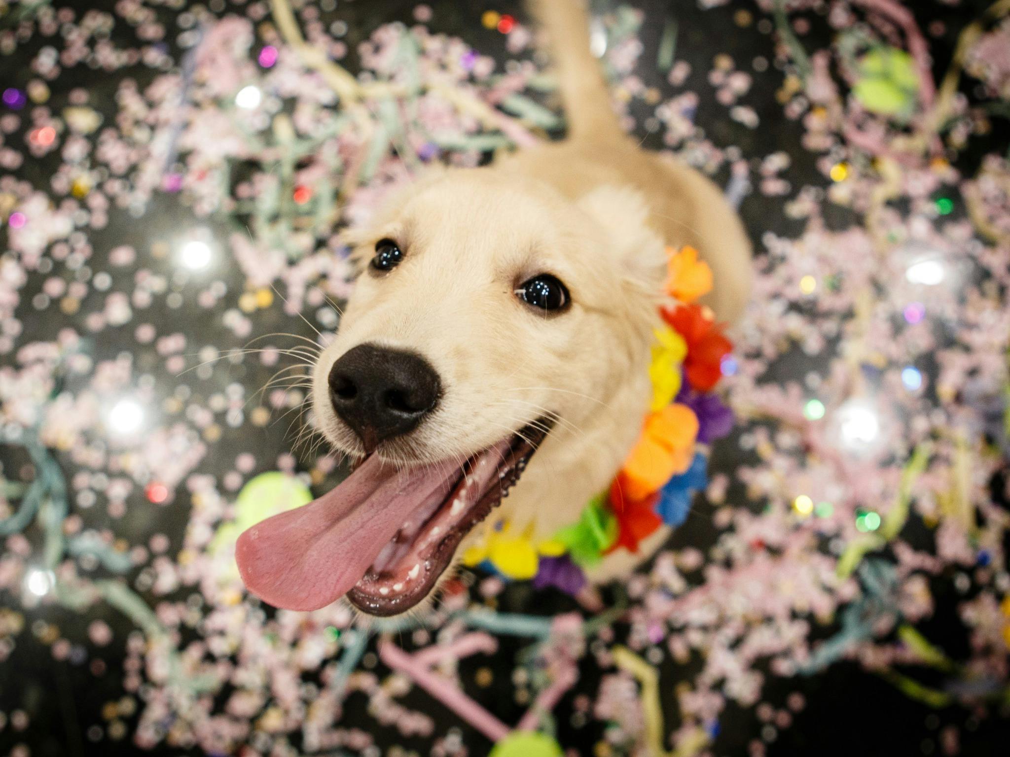 Bring the dog along to Moruya Summer Fair