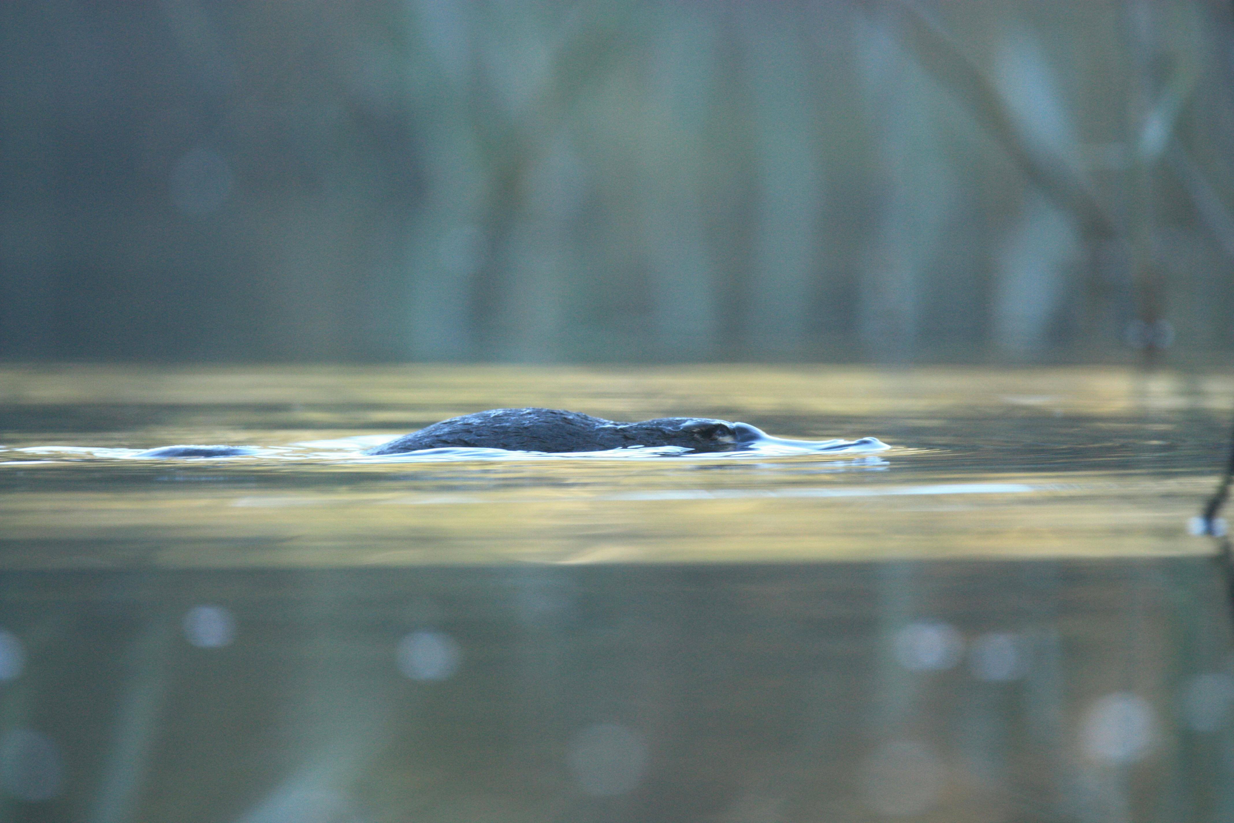 キャンベラ半日野生動物ツアー