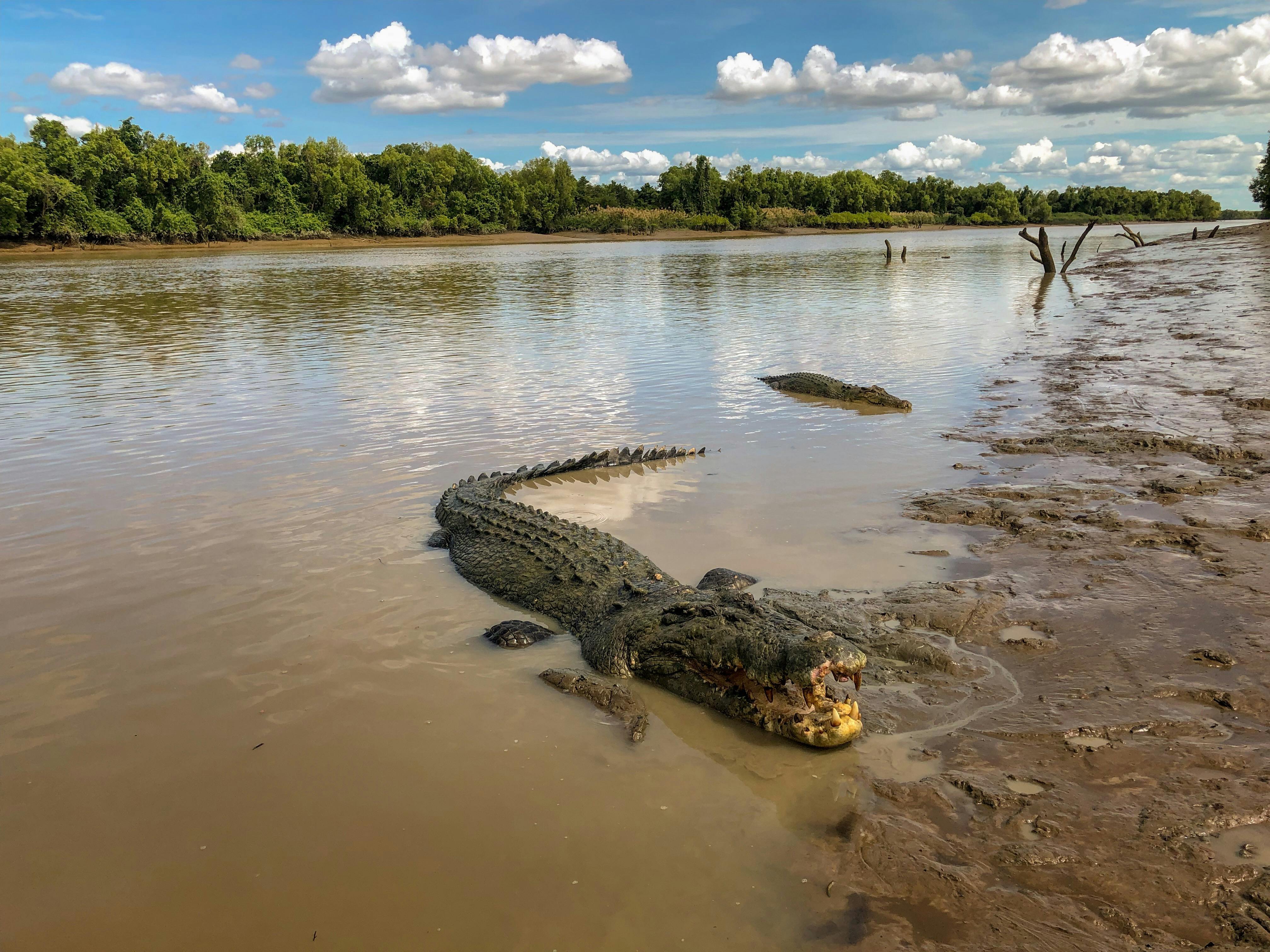 The Original Adelaide River Queen Jumping Crocodile Cruises