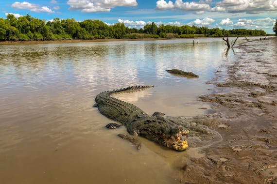 The Original Adelaide River Queen Jumping Crocodile Cruises