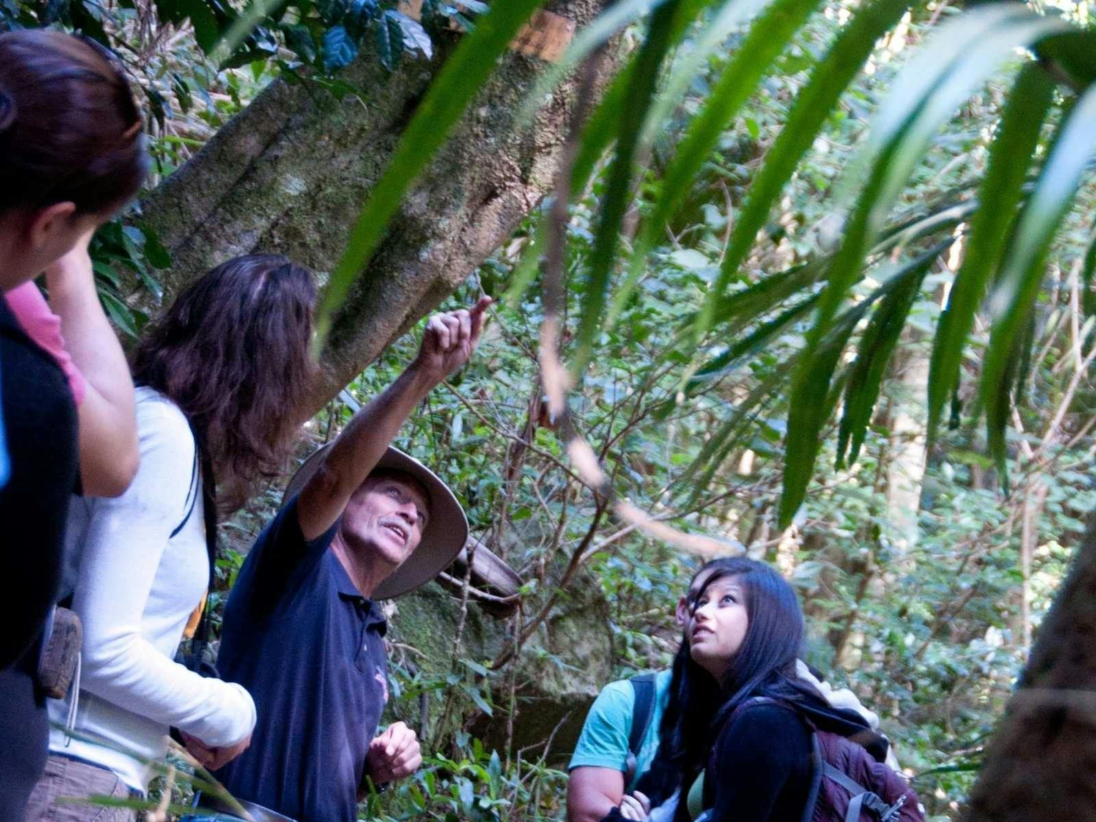 guided rainforest tour