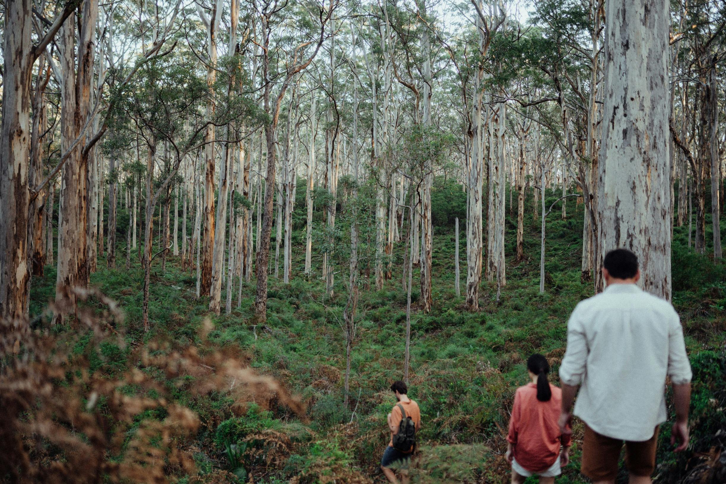 Boranup Karri Forest