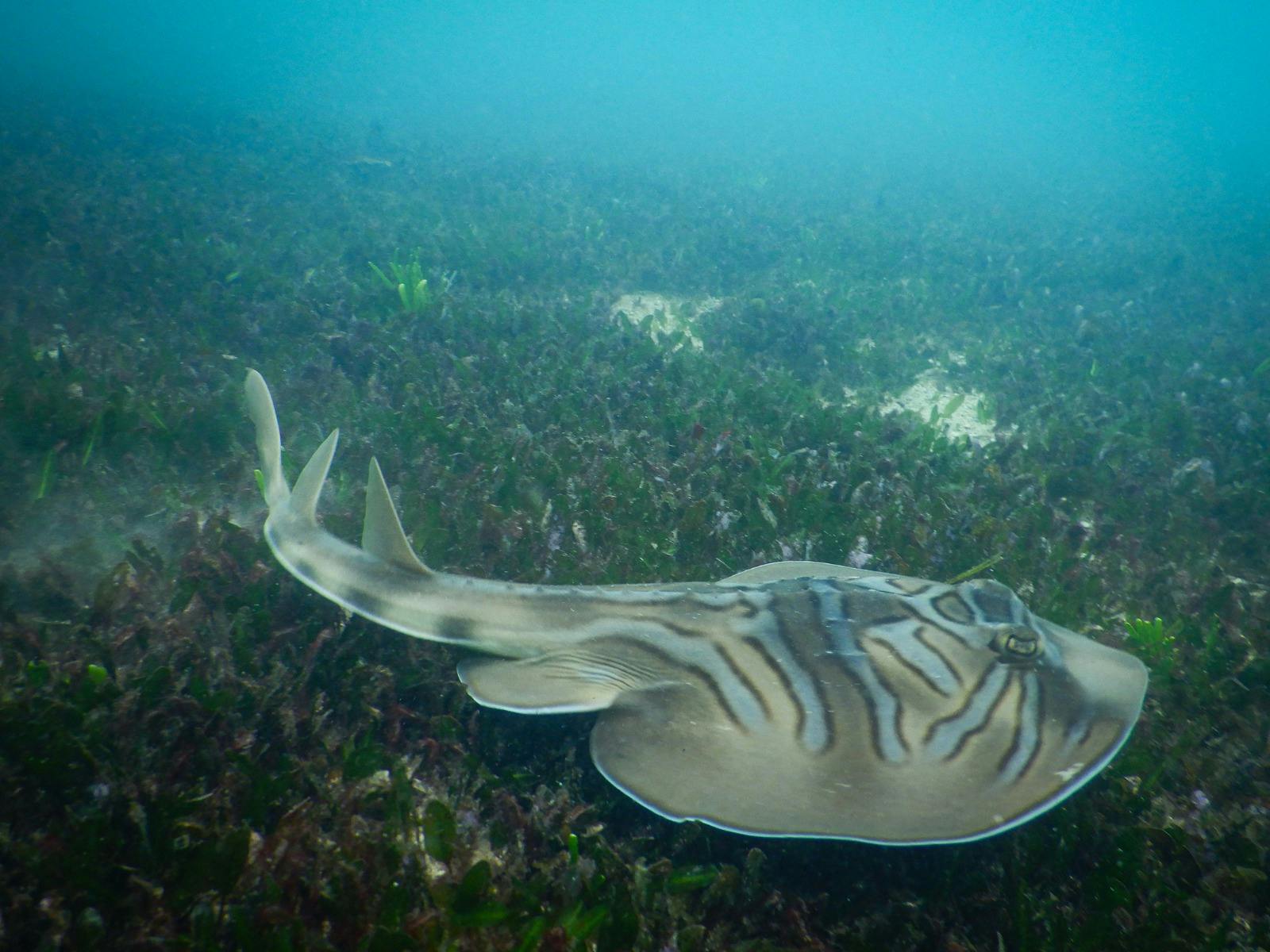Close-up of a banjo ray resting on the seafloor, camouflaged among green seagrass