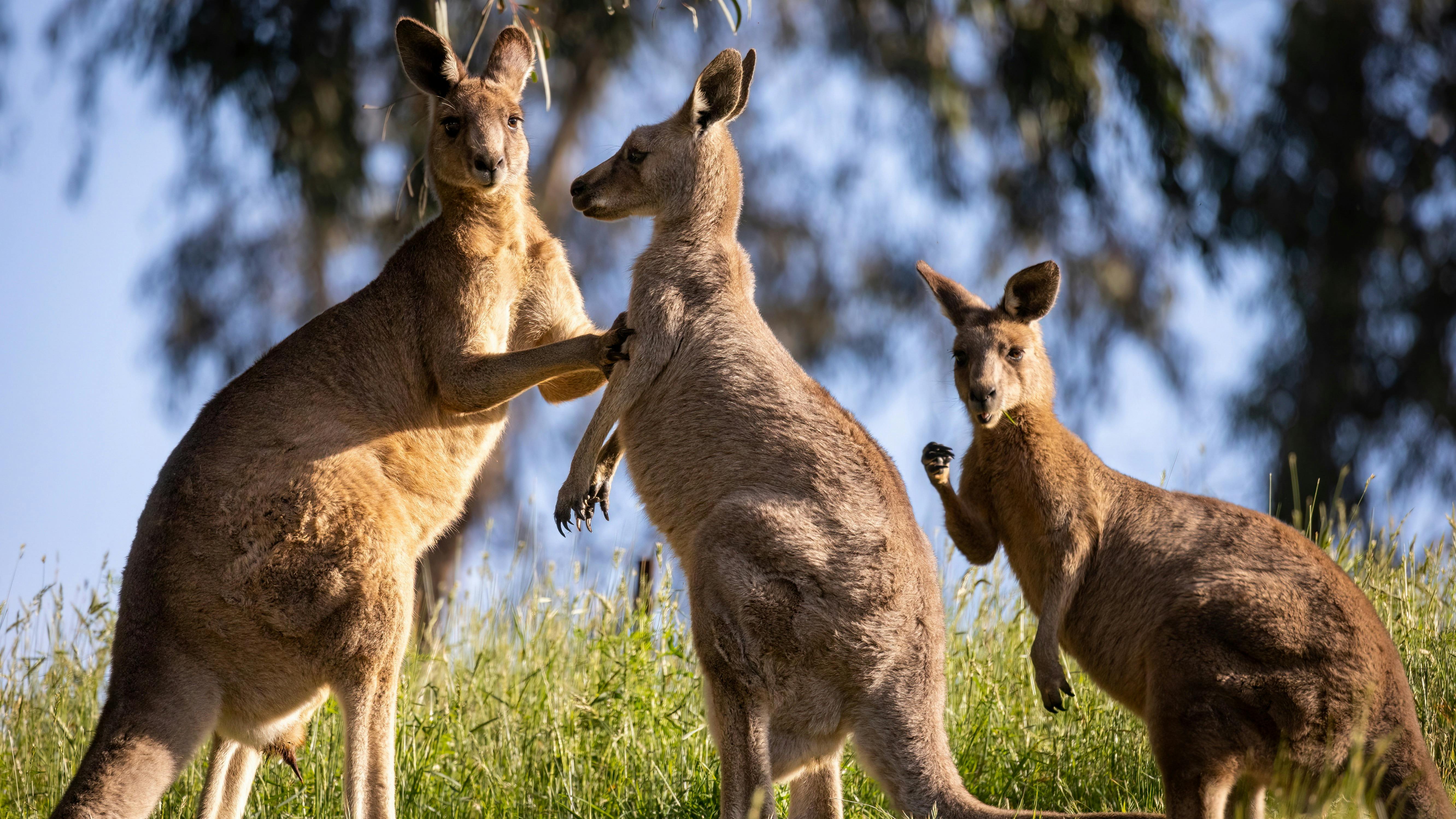 Kangaroos, Blue Mountains UNESCO National Park – Private Luxury Nature Tour from Sydney