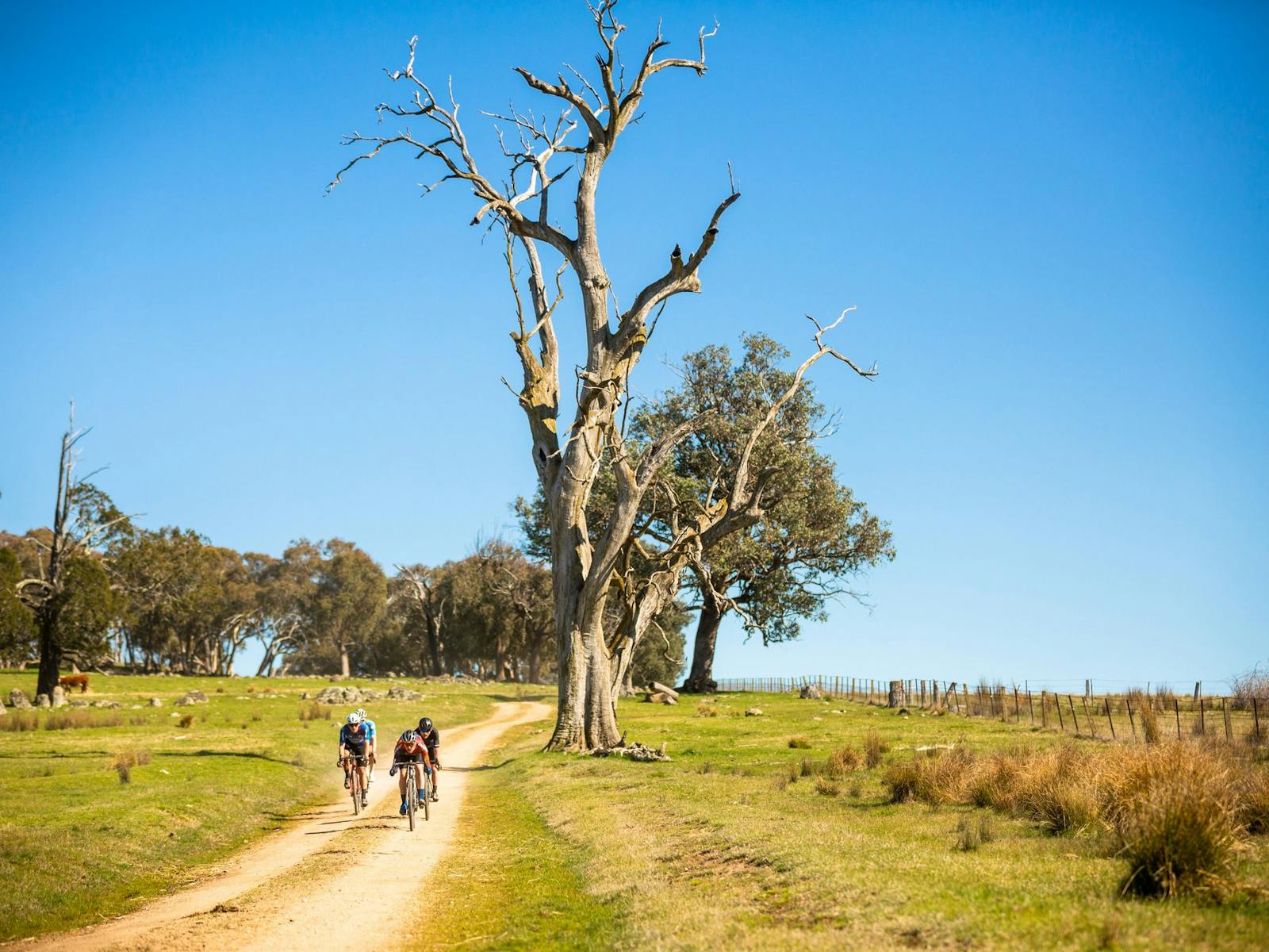 Gravel cycling in Beechworth