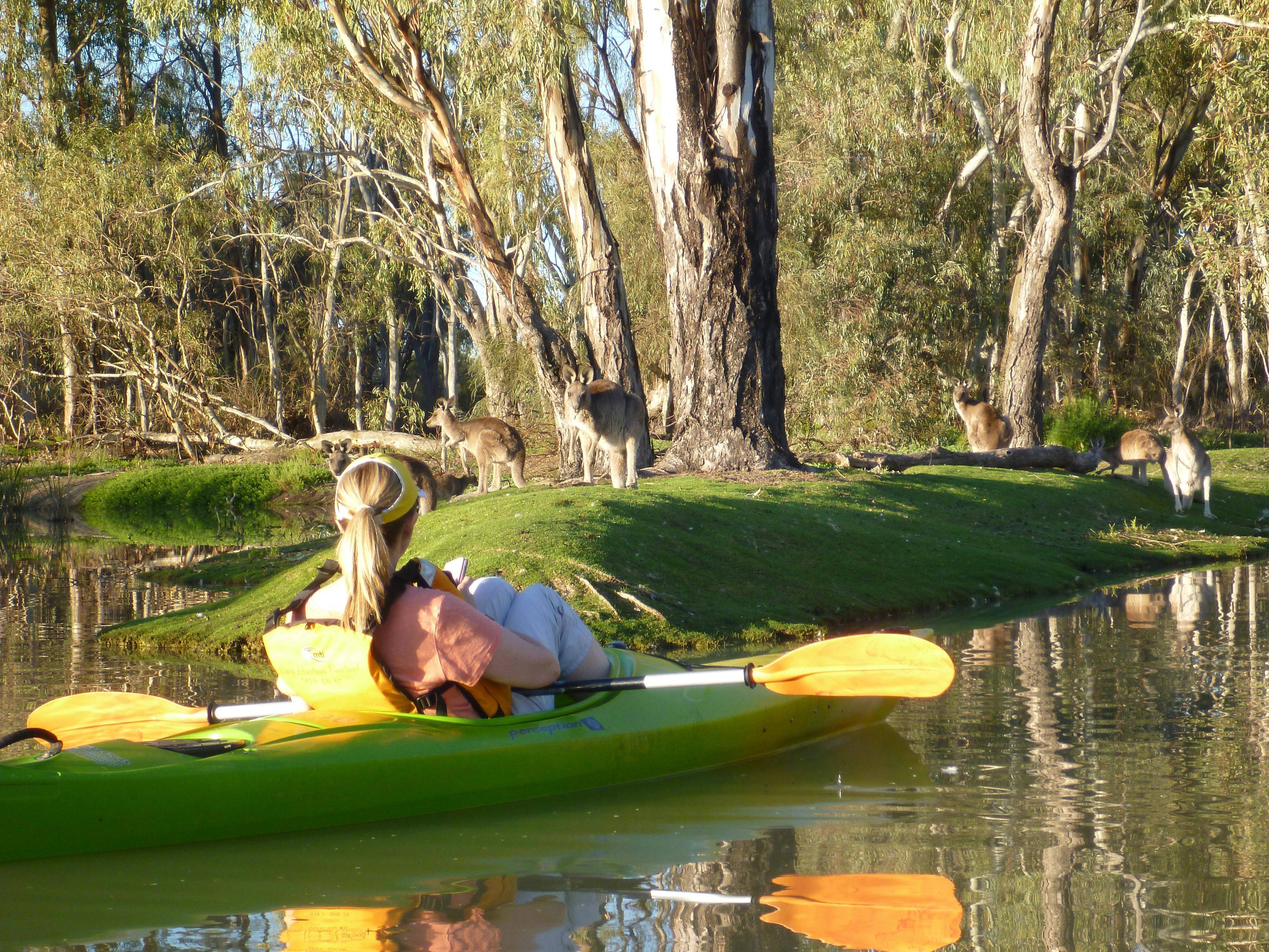 kayaker floats past a group of kangaroos nearby on a grassy creek bank.