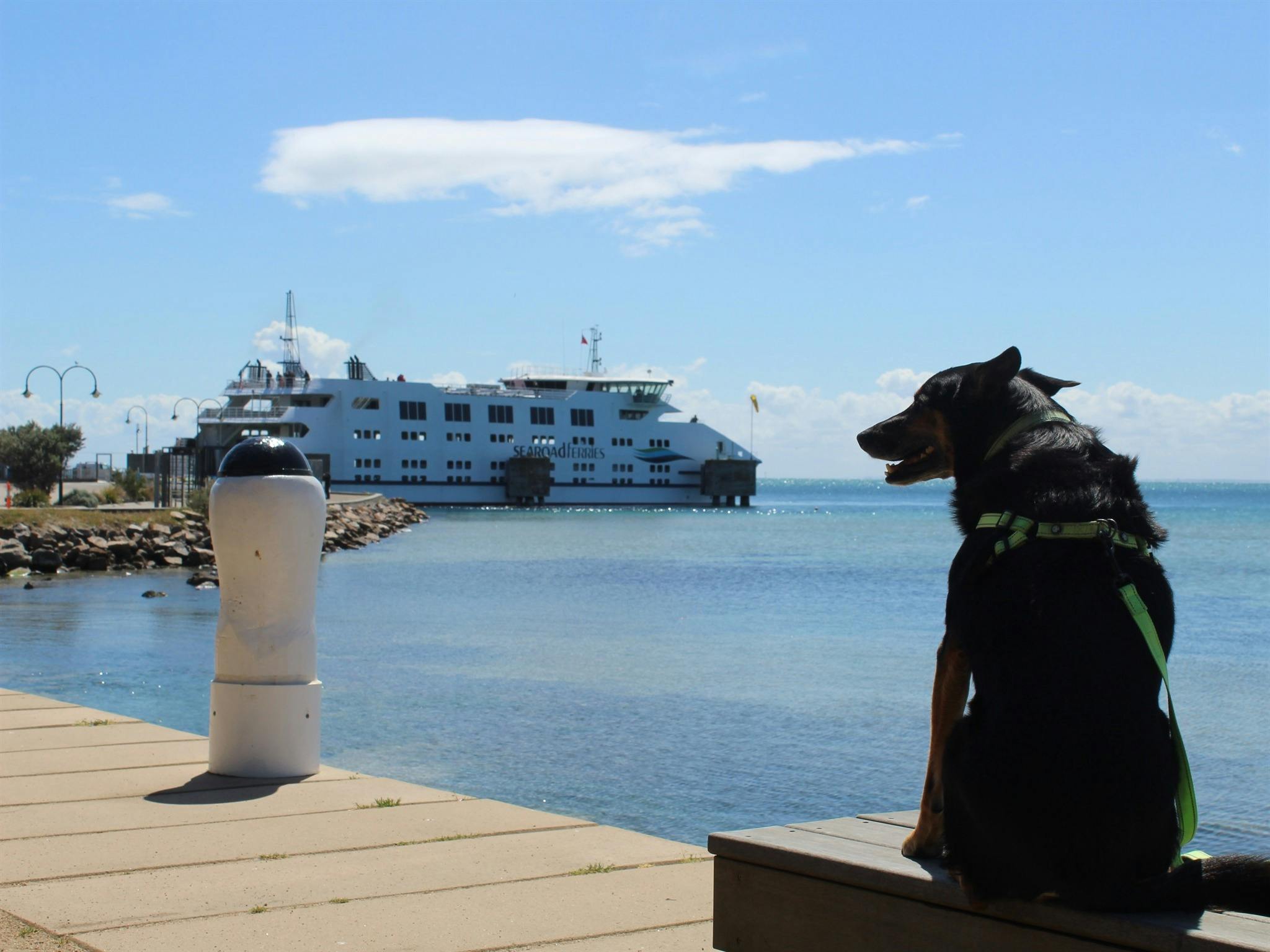 Around The Bay Doggy Trek