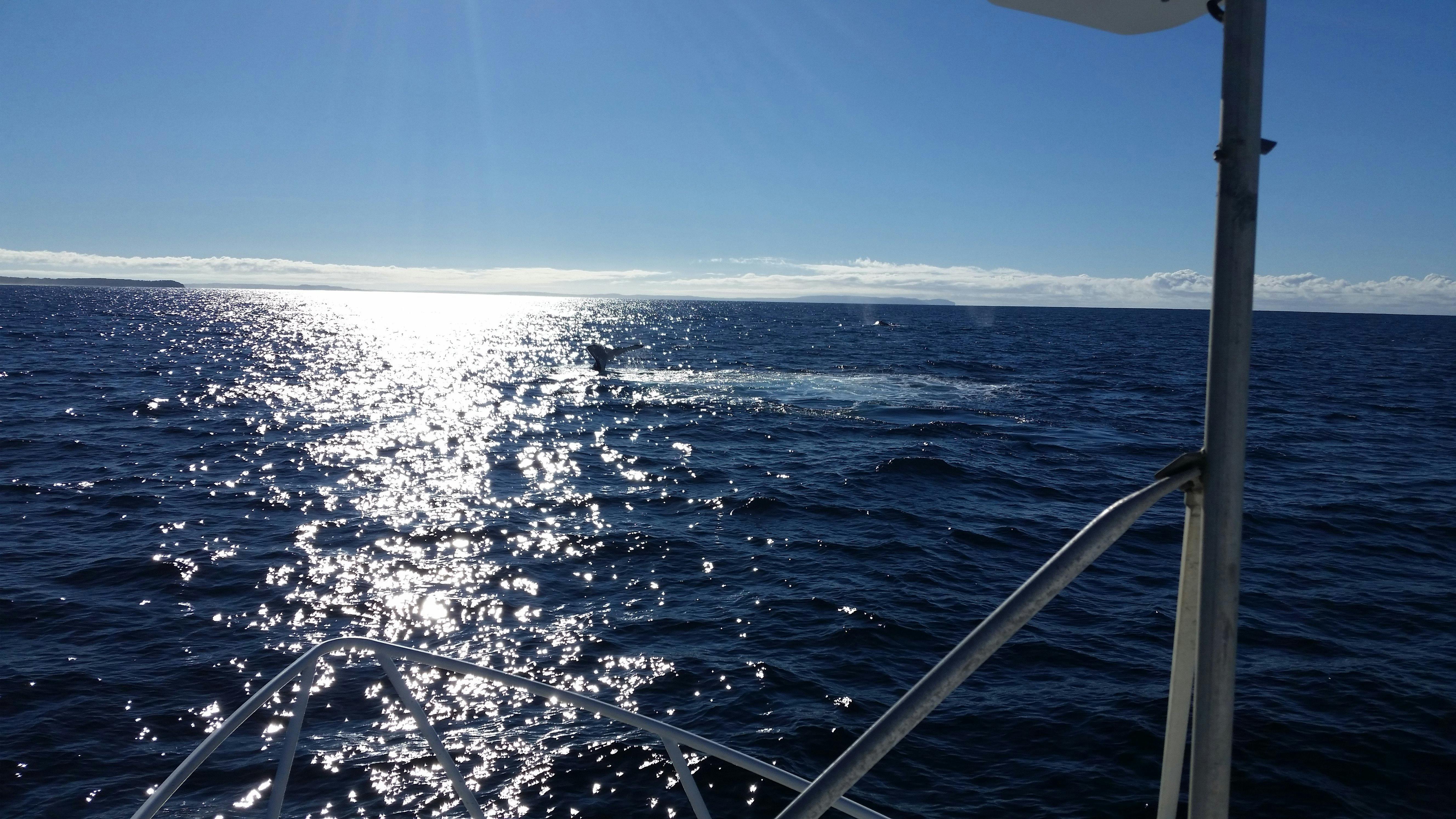 Ulladulla Fishing Charters Shoalhaven South Coast NSW