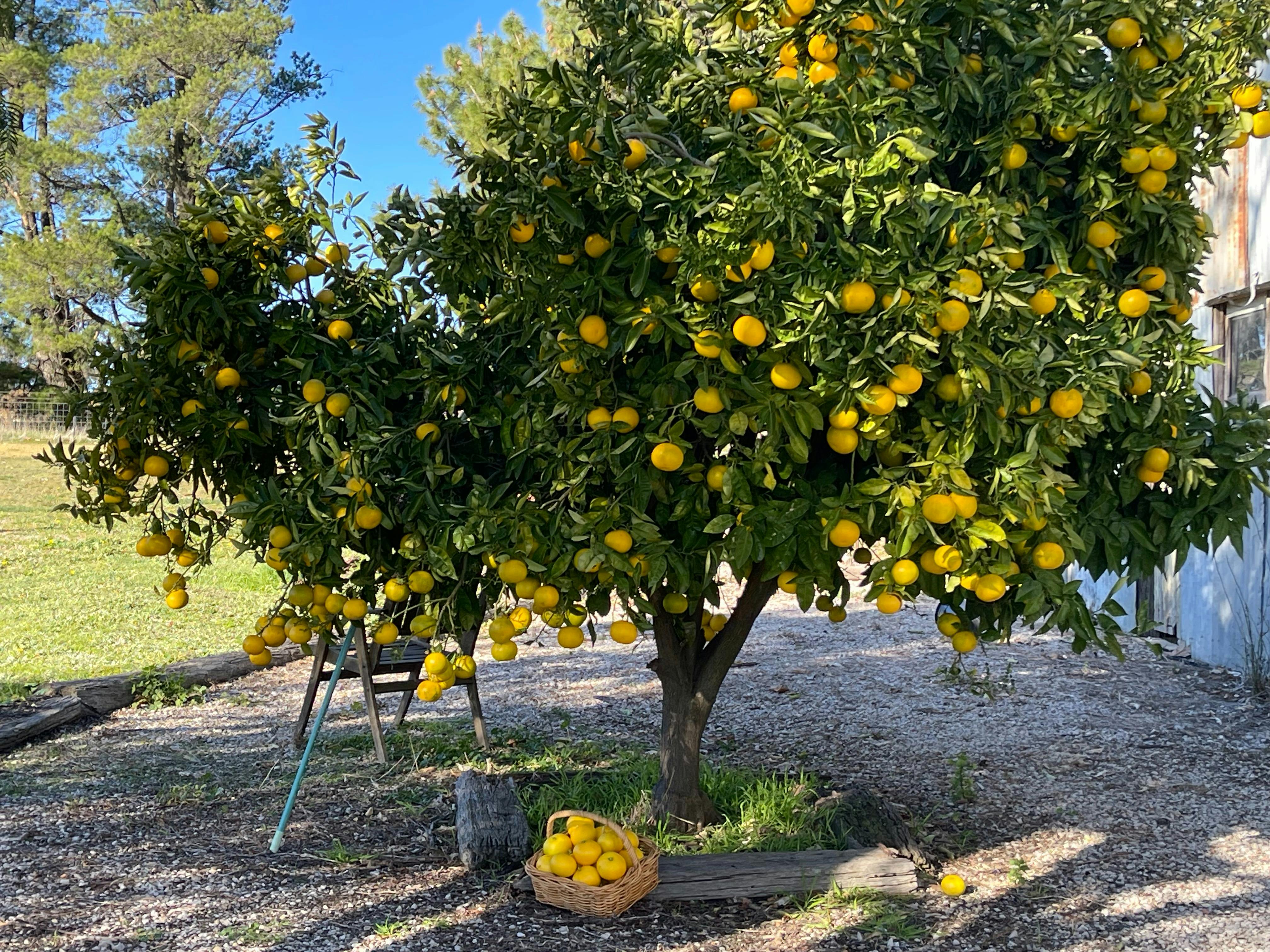 A Marmalade-Making Experience