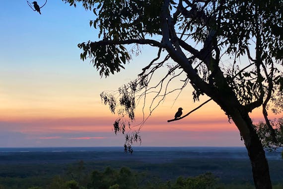 Arnhem Land Birds