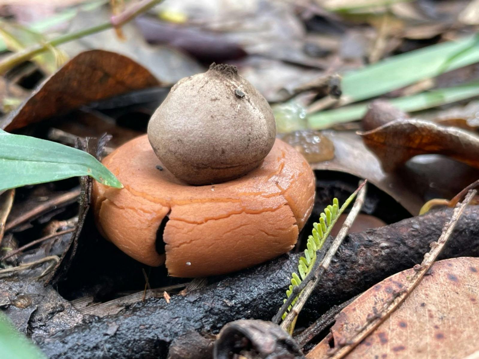 Earthstar (Geastrum spp.)