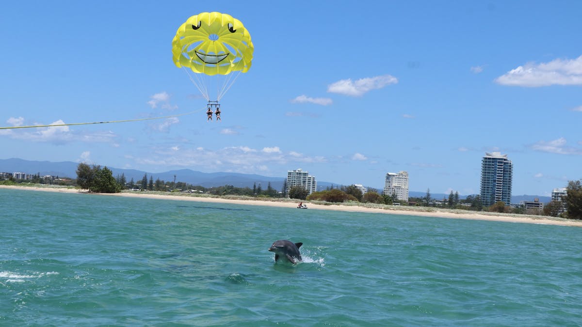 Dolphin