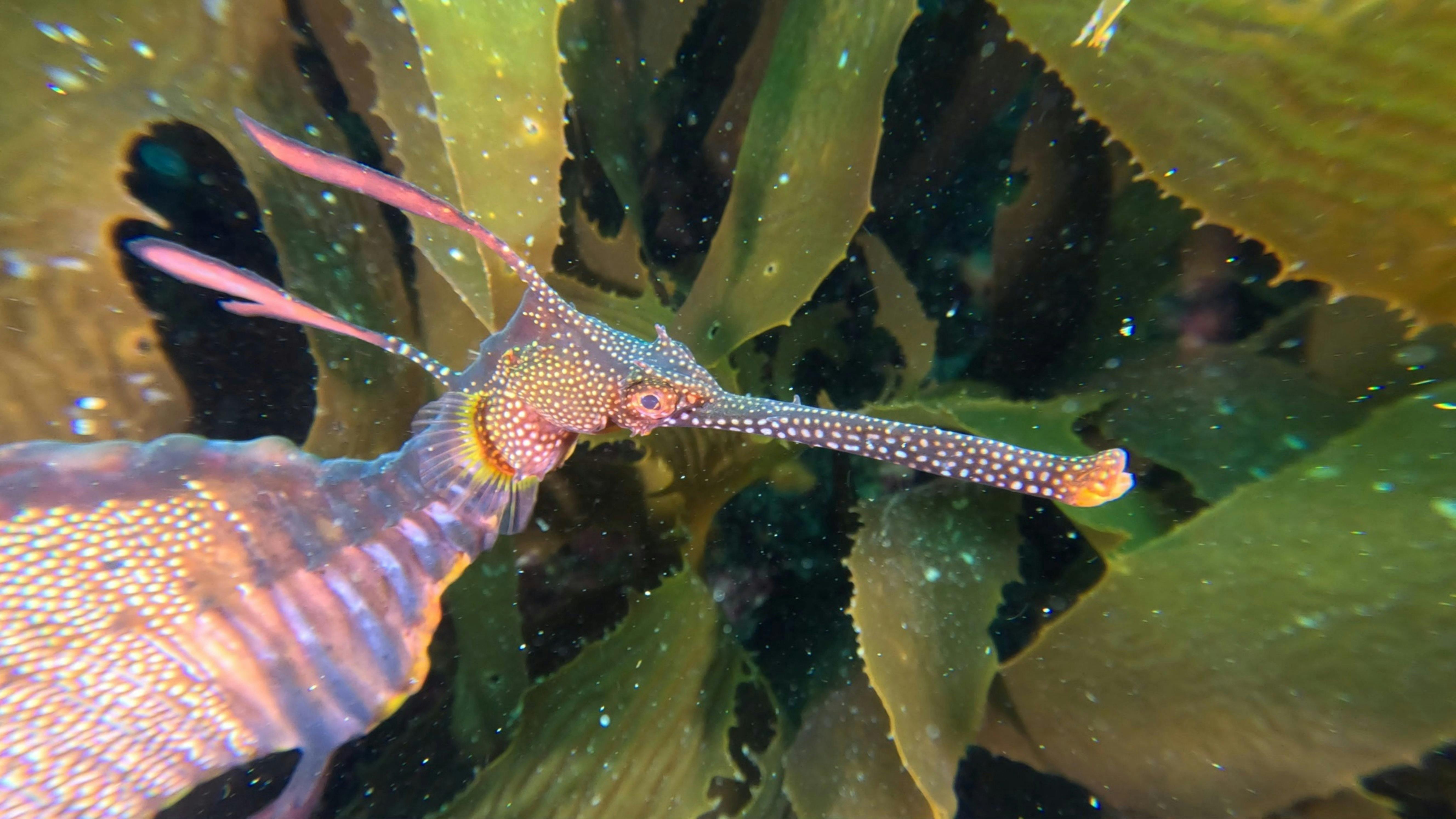 Weedy Seadragon