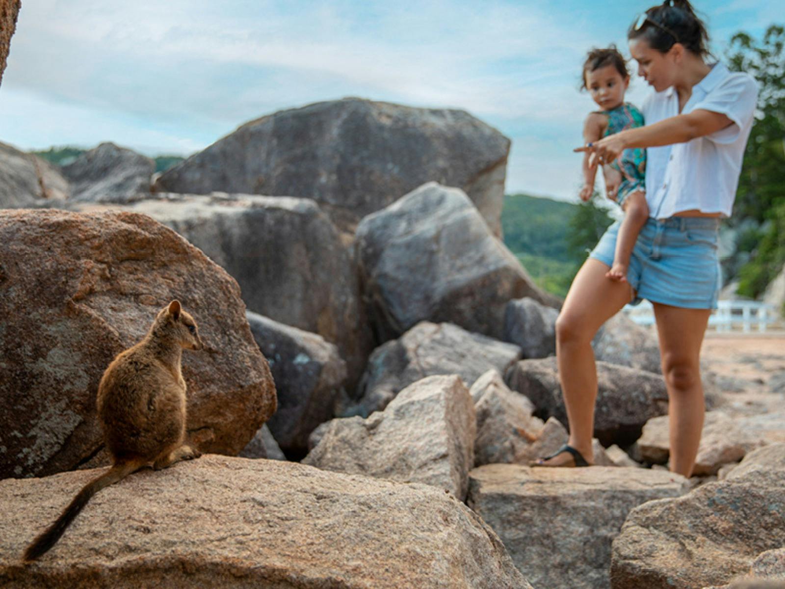 Meeting the island "locals" is easy on Magnetic Island