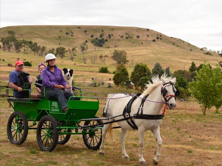 Welsh Mountain Pony Australian Pony pulling wagon with guests.