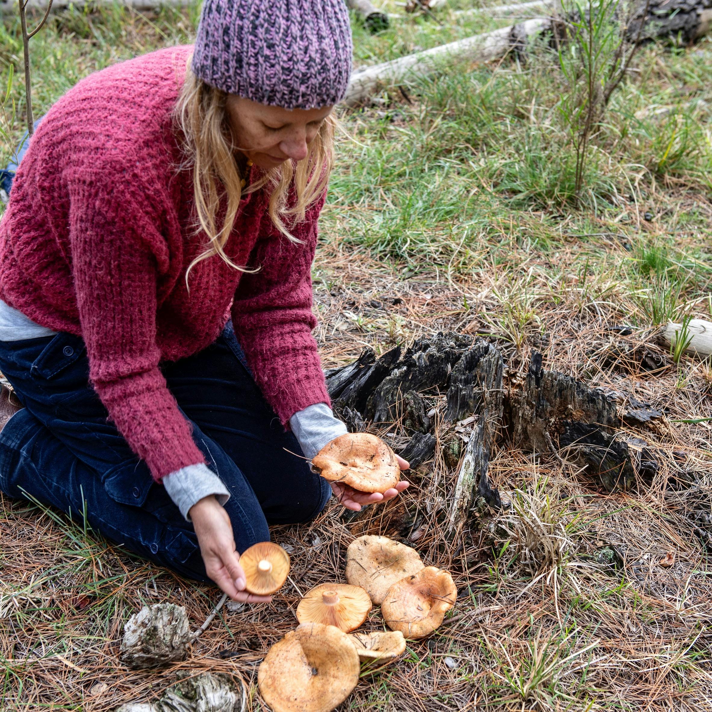 Finding Saffron Milk Caps