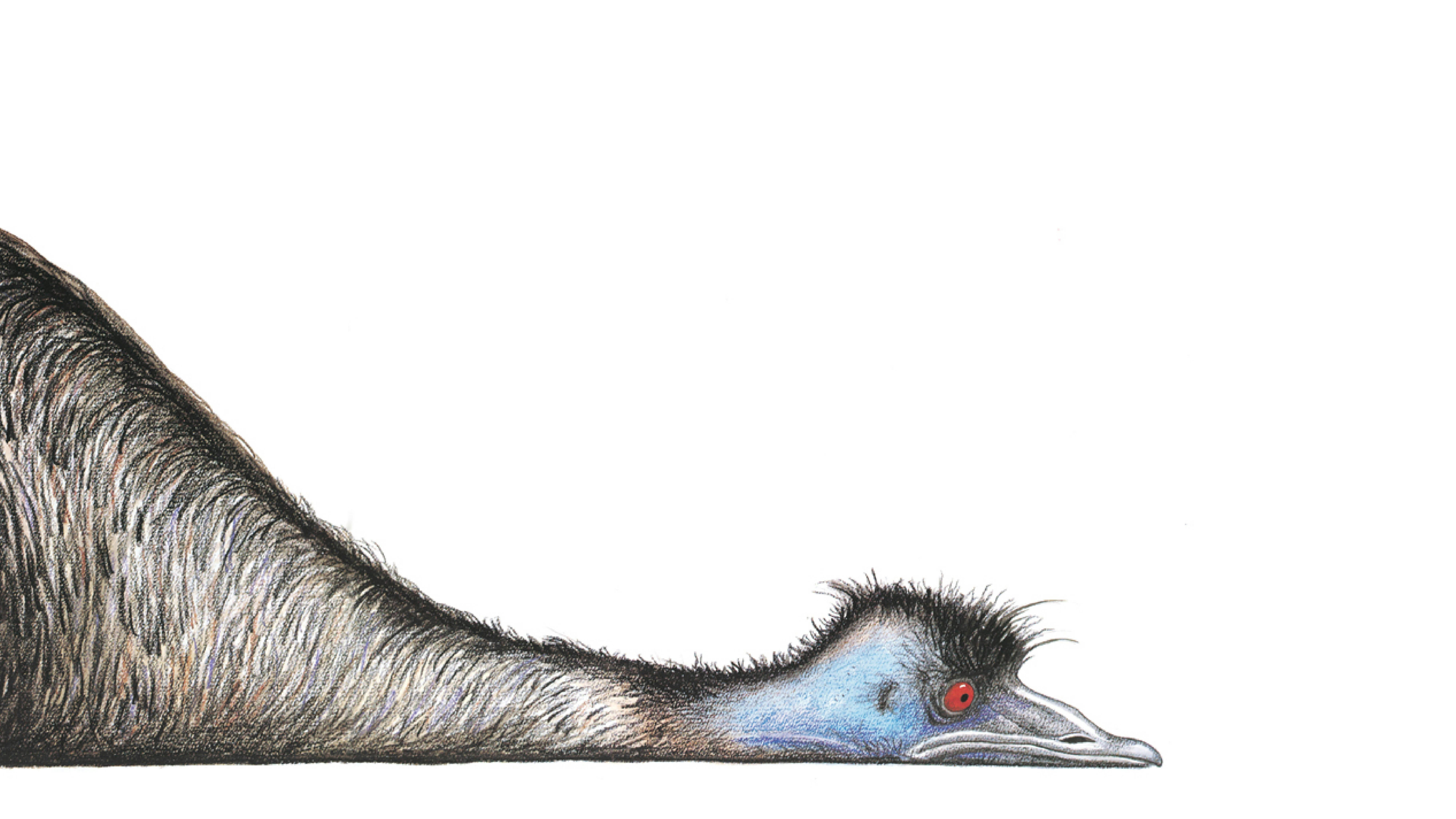 Image for Edward the Emu