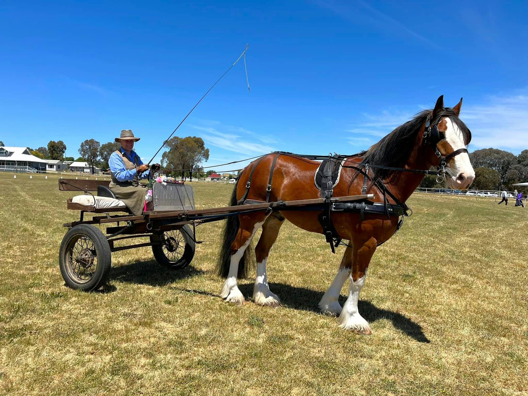 Draft horse with a mini carriage, a man is riding on it.
