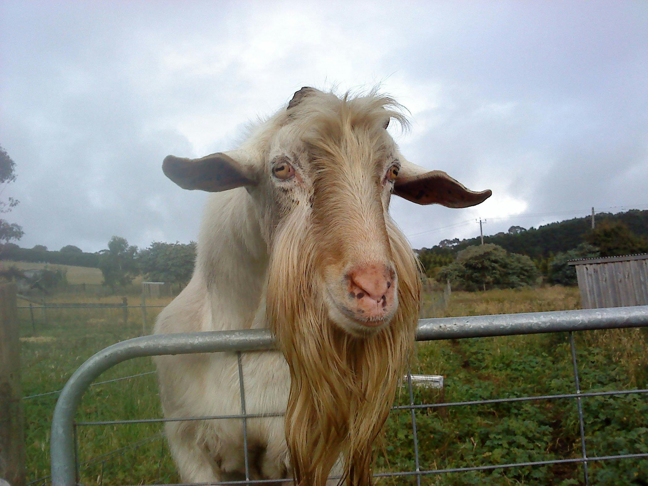 Drysdale Cheeses