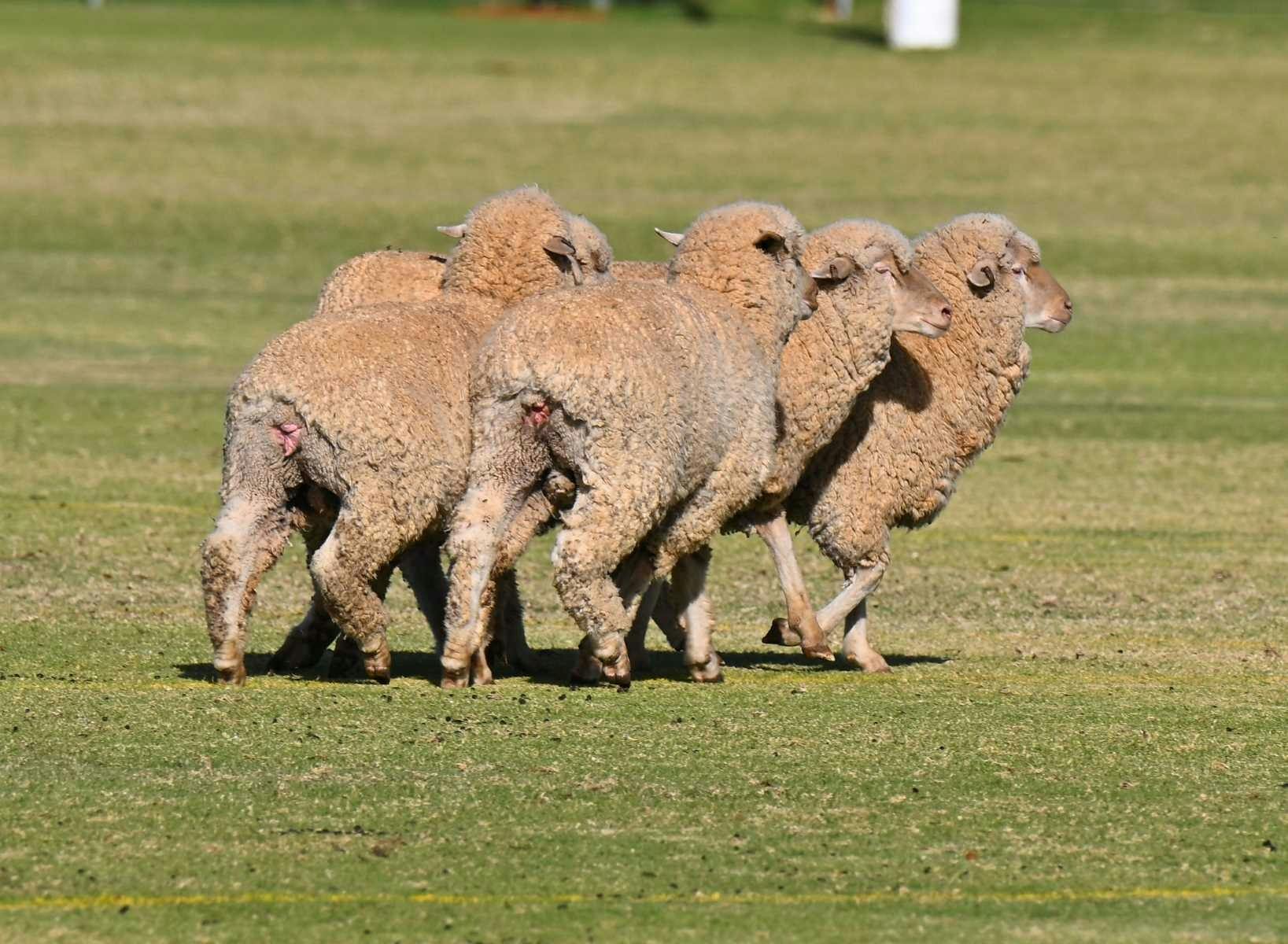 Barmera Sheep Dog Trial