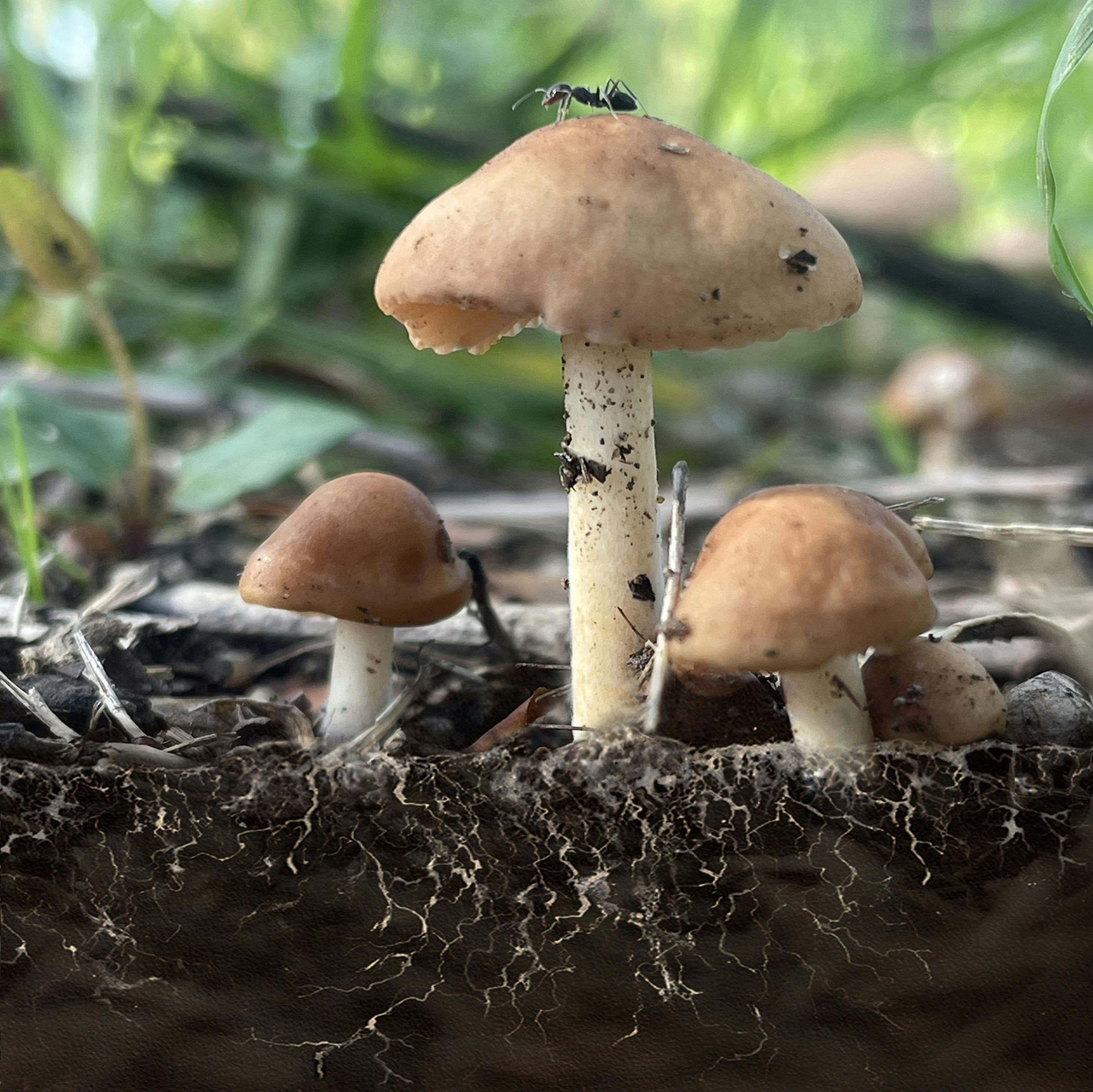 Ant on top of mushroom with mycelium growing from base