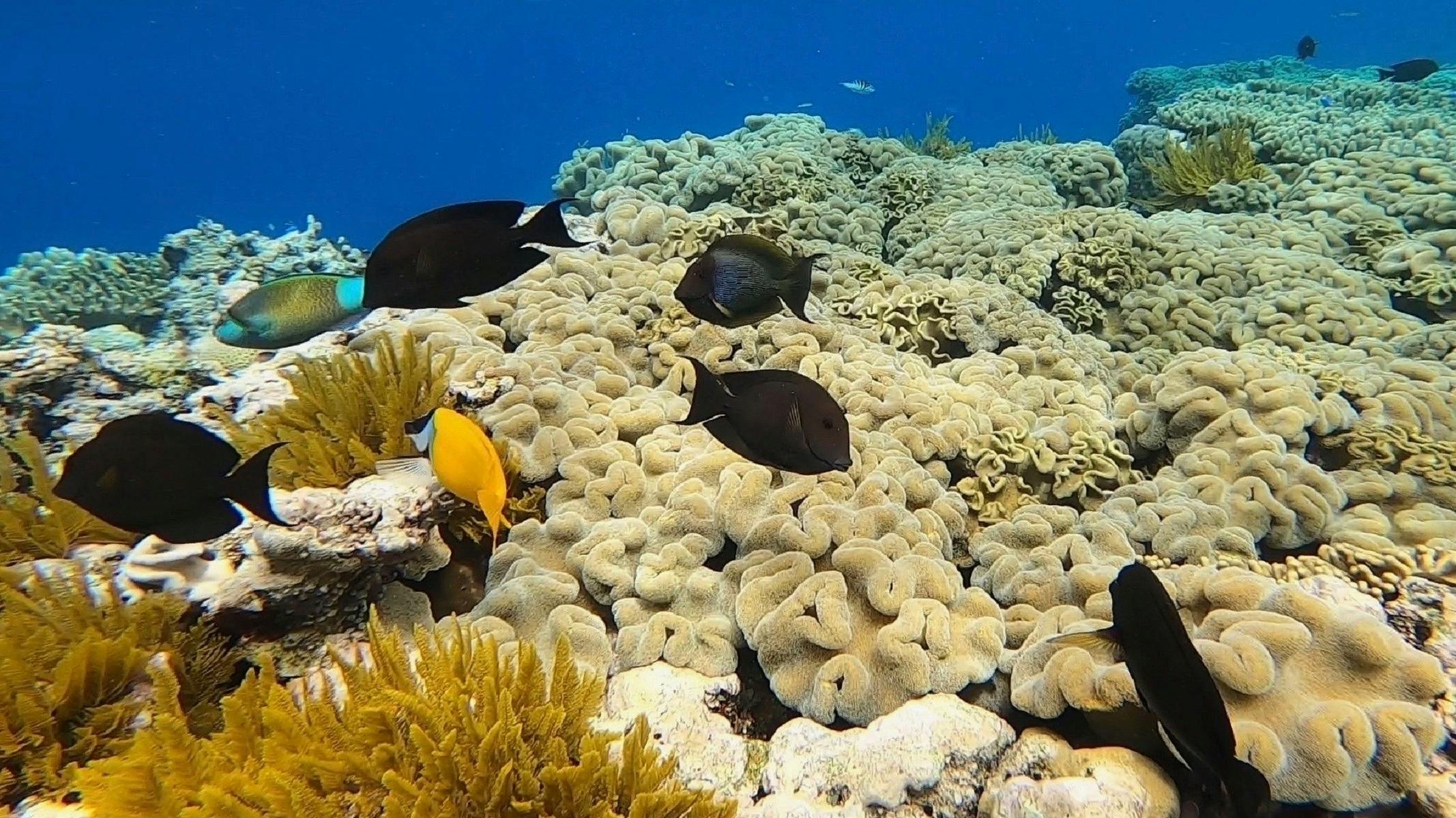 Fish and coral