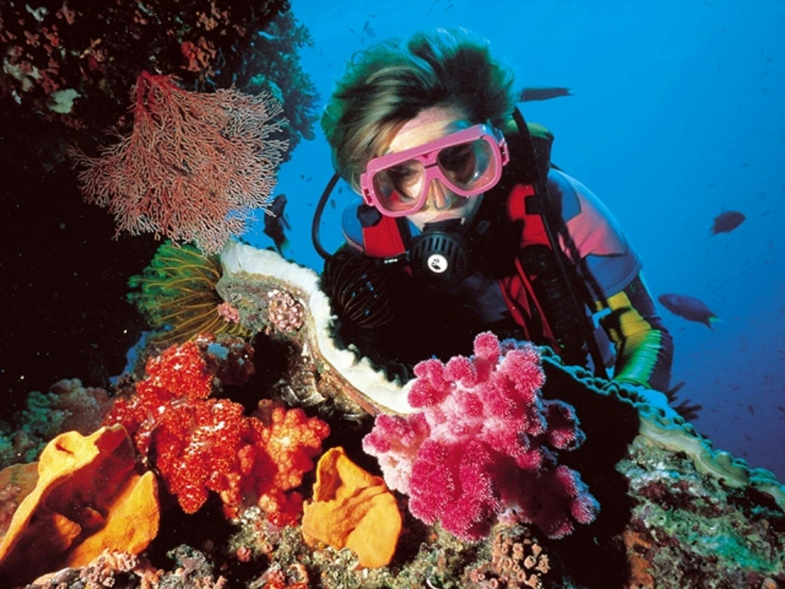 Colourful coral reef