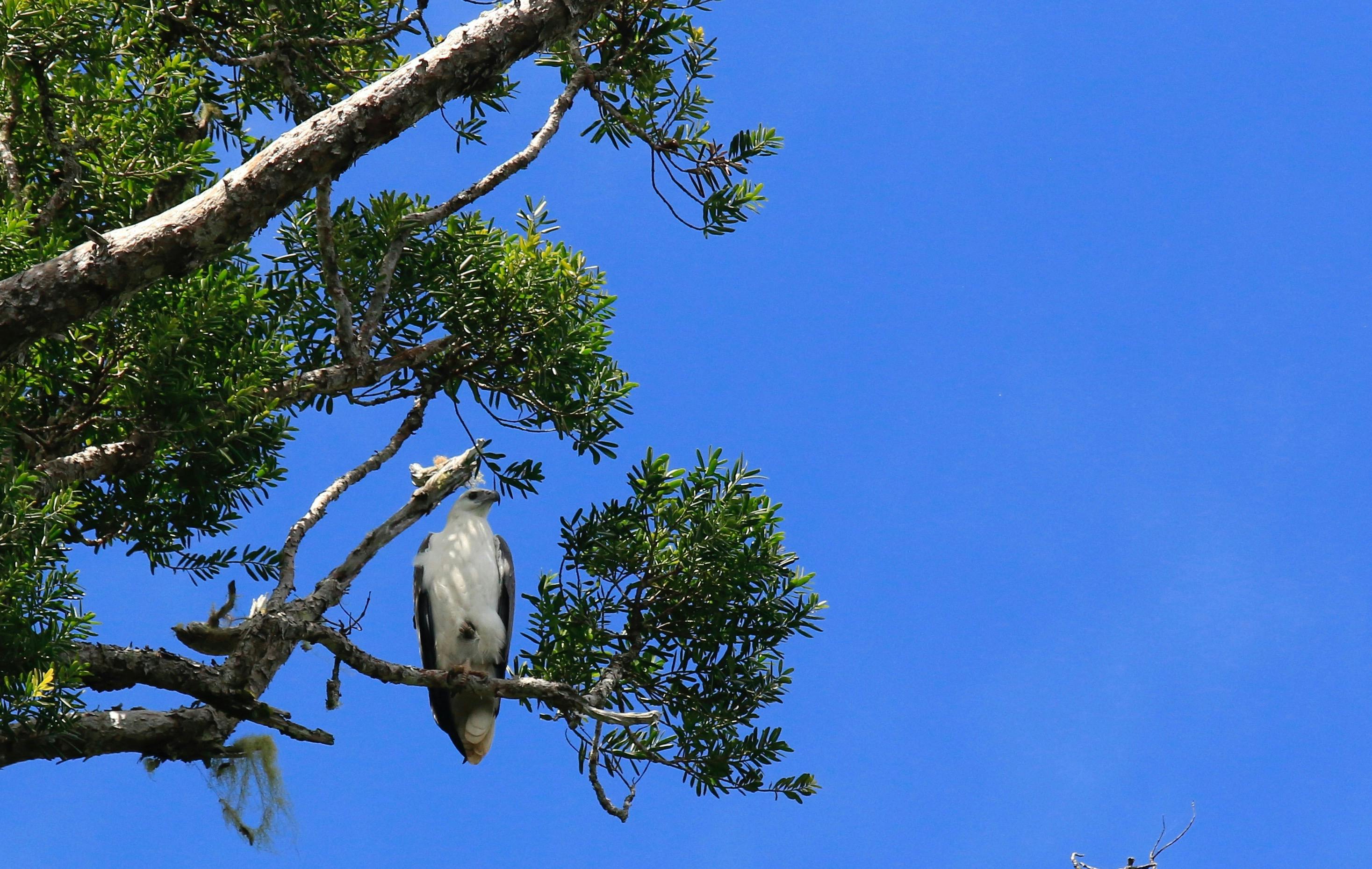 White-bellied Sea Eagle