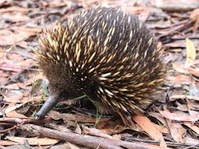 Echidna foraging among leaf litter in Beowa National Park