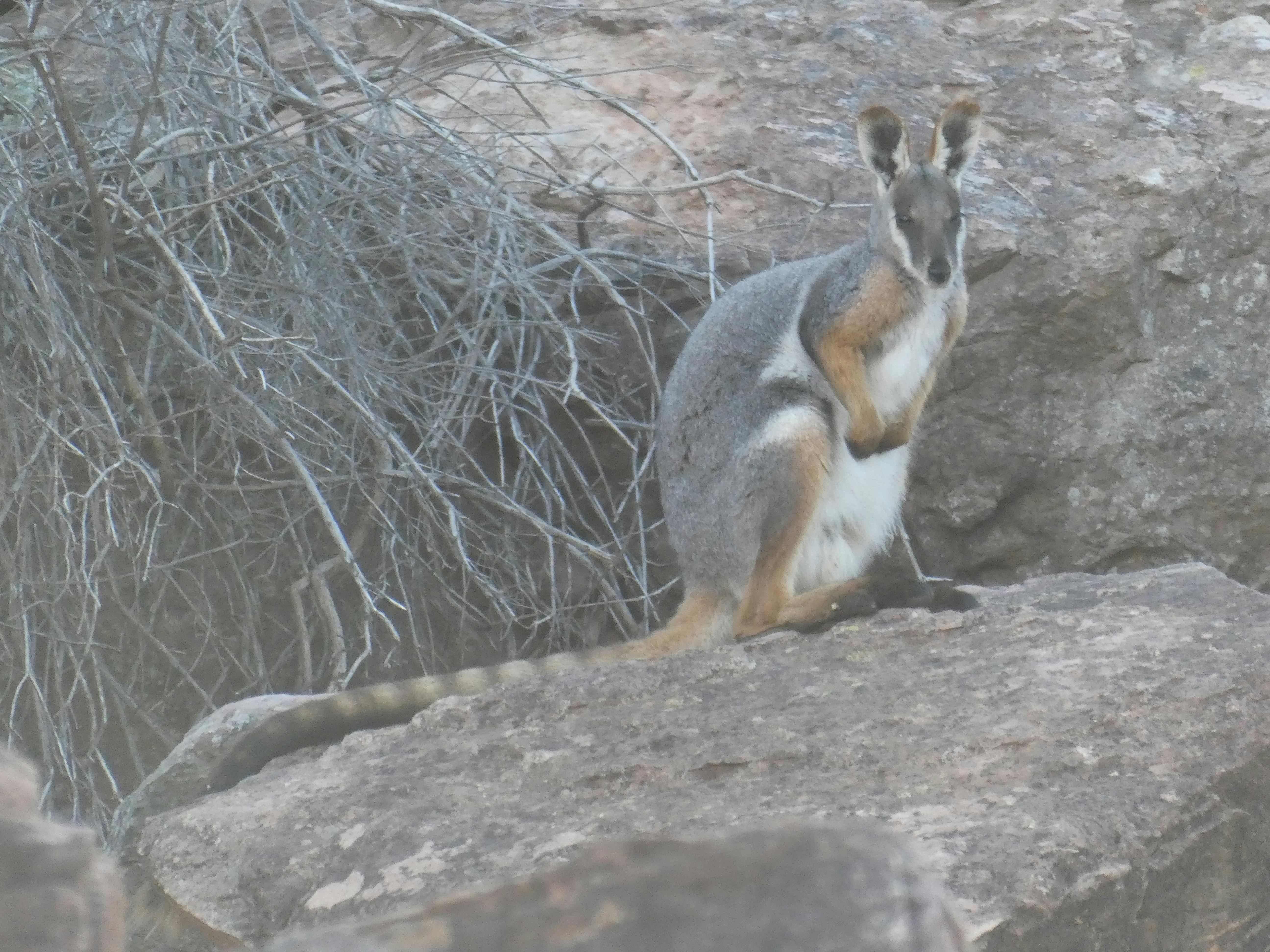 Flinders Ranges, South Australia