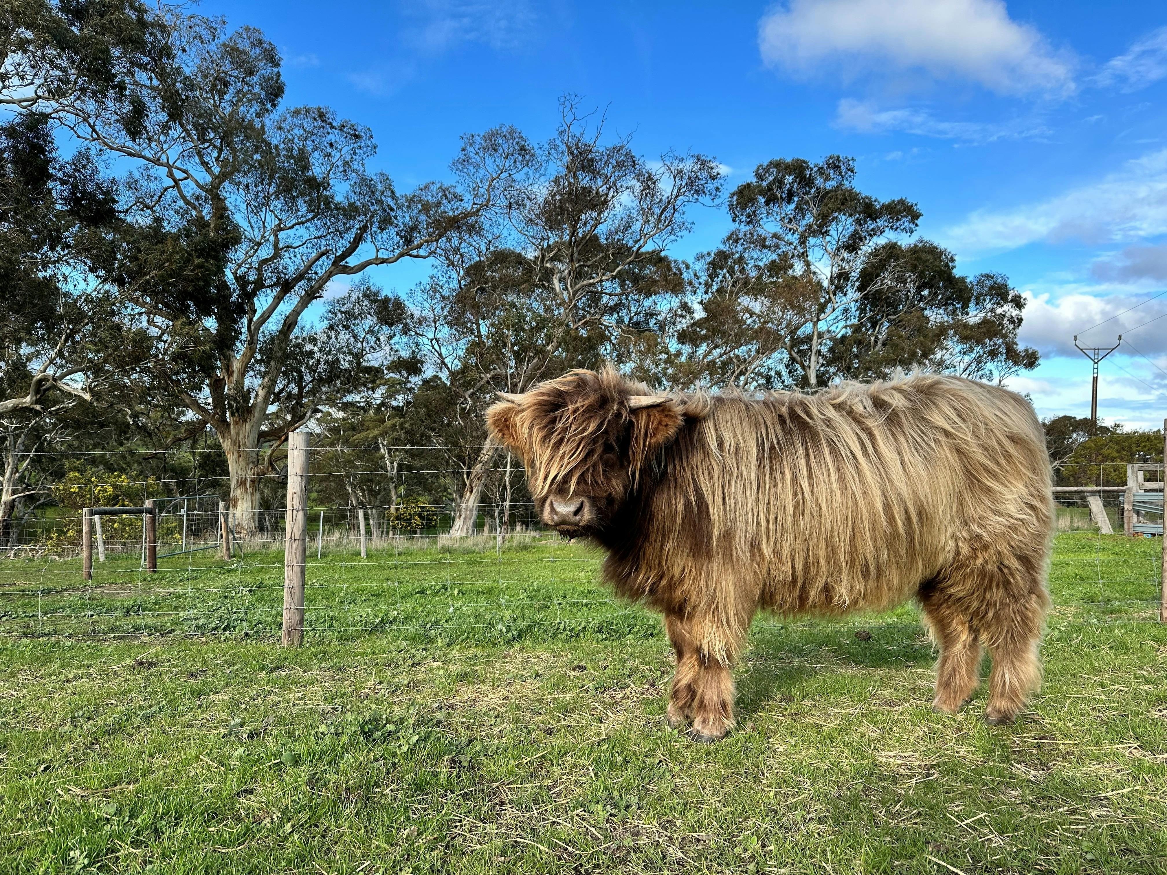 Get up close and personal with our cattle - they love a scratch and cuddle