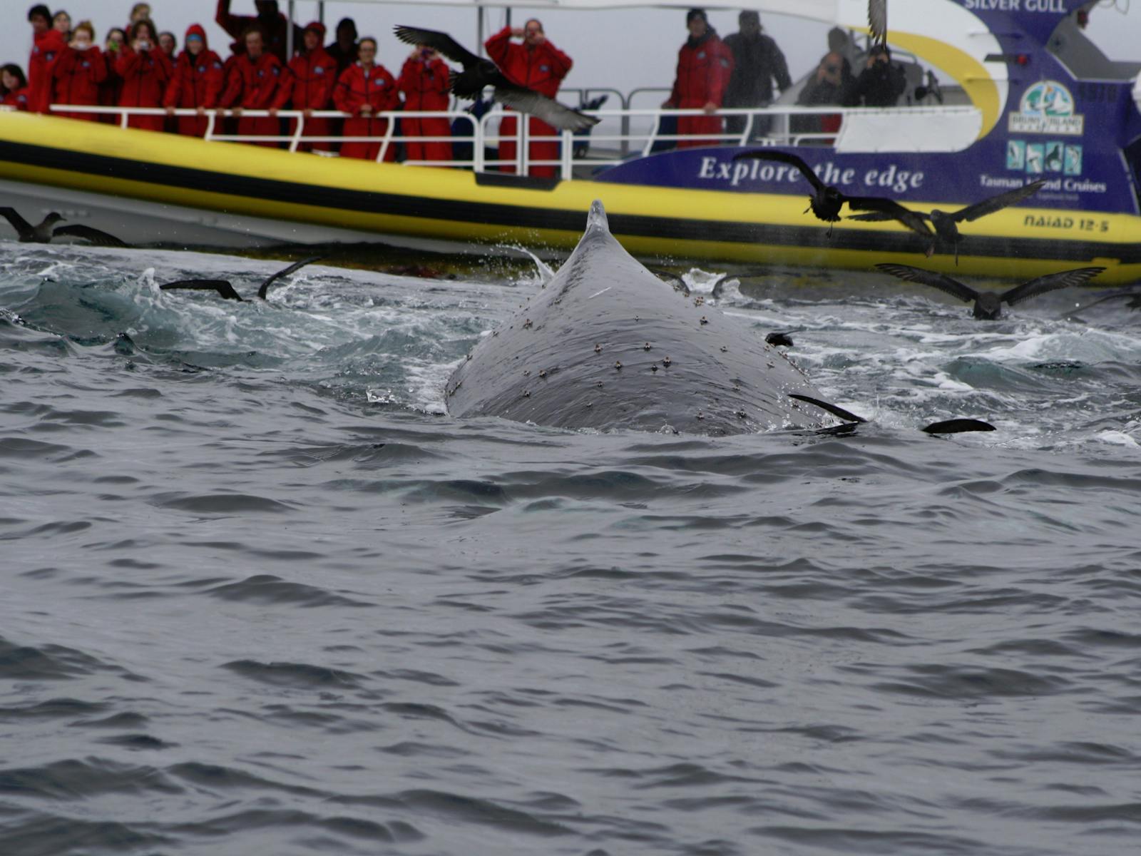 Migrating Whale