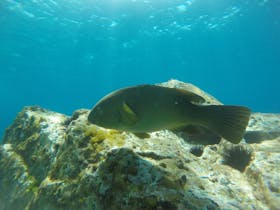 Female Blue Groper in front of a rocky outcrop