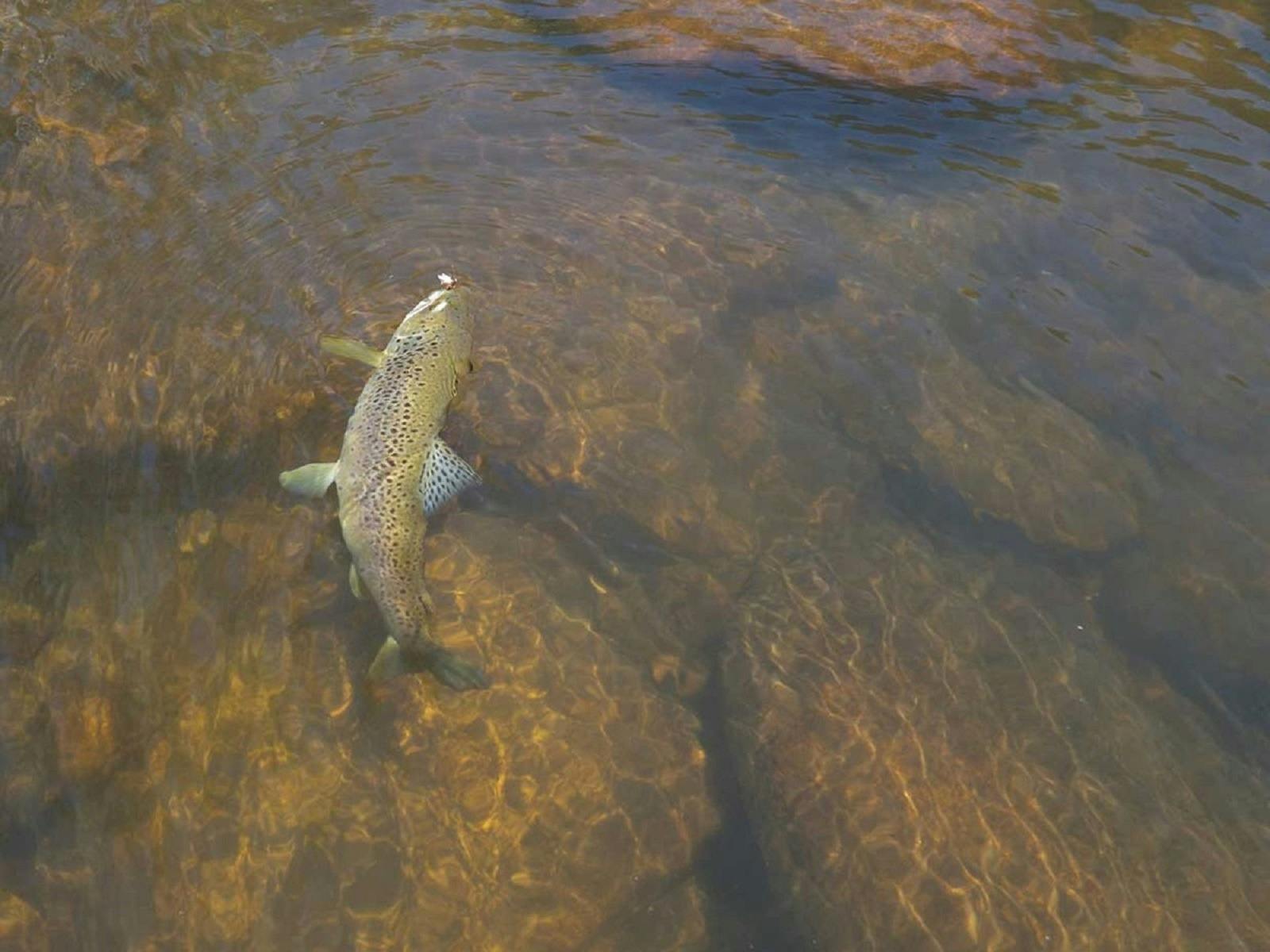 fish