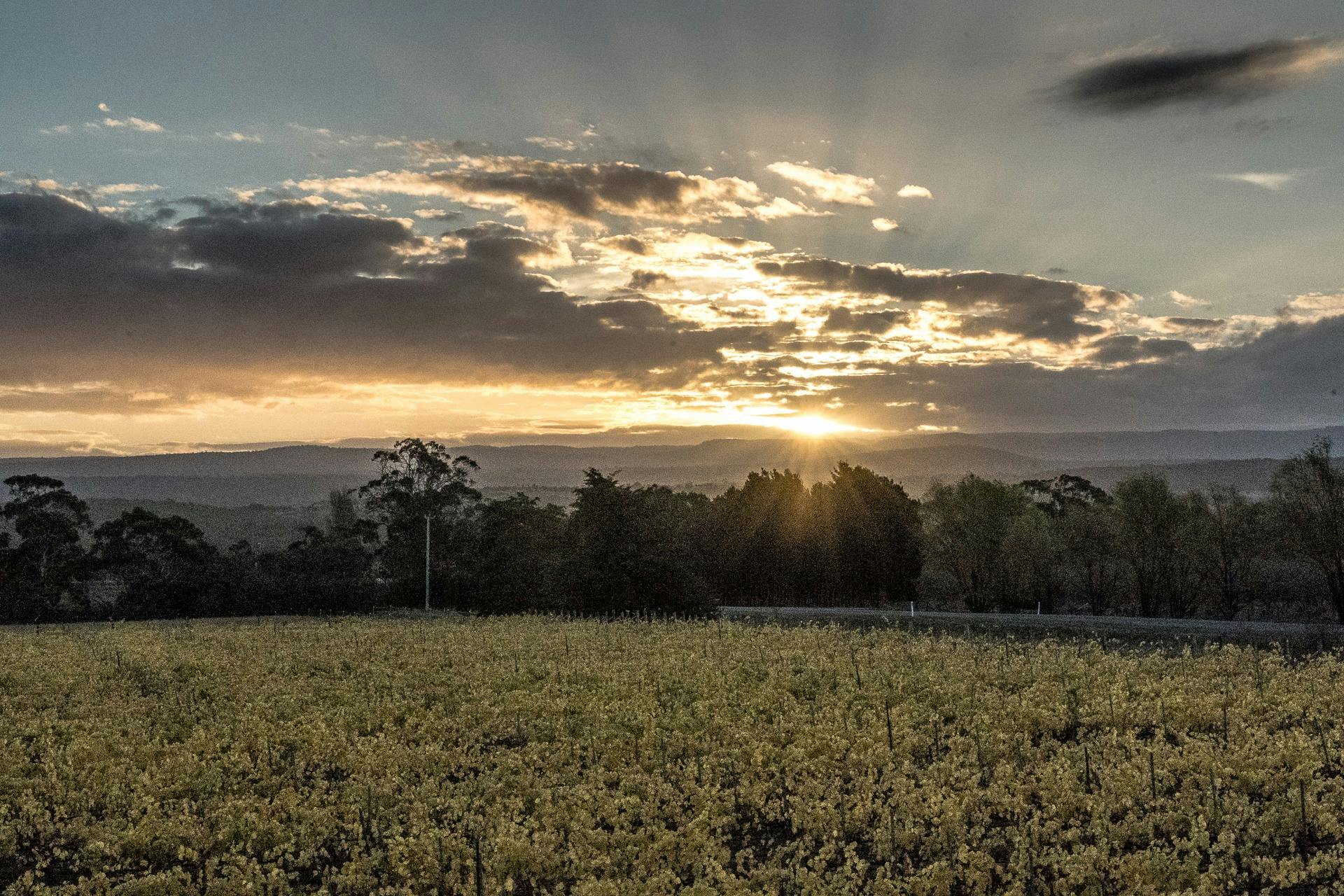 sunset over beautiful Elmsroe Vineyard